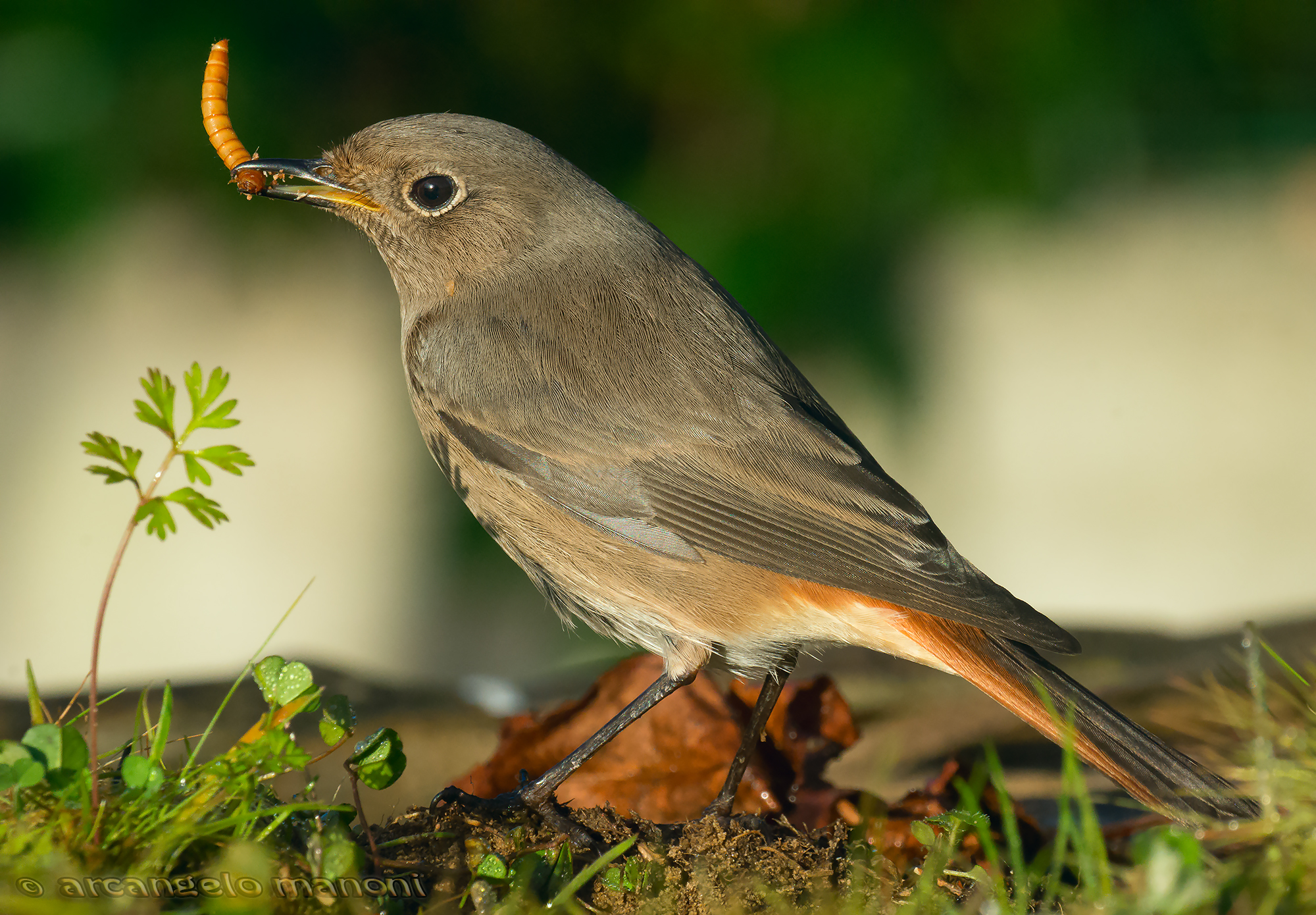 The prey of black redstart