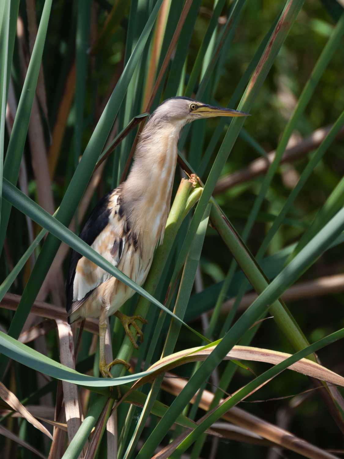 Tarabuso oopps, tarabusino.