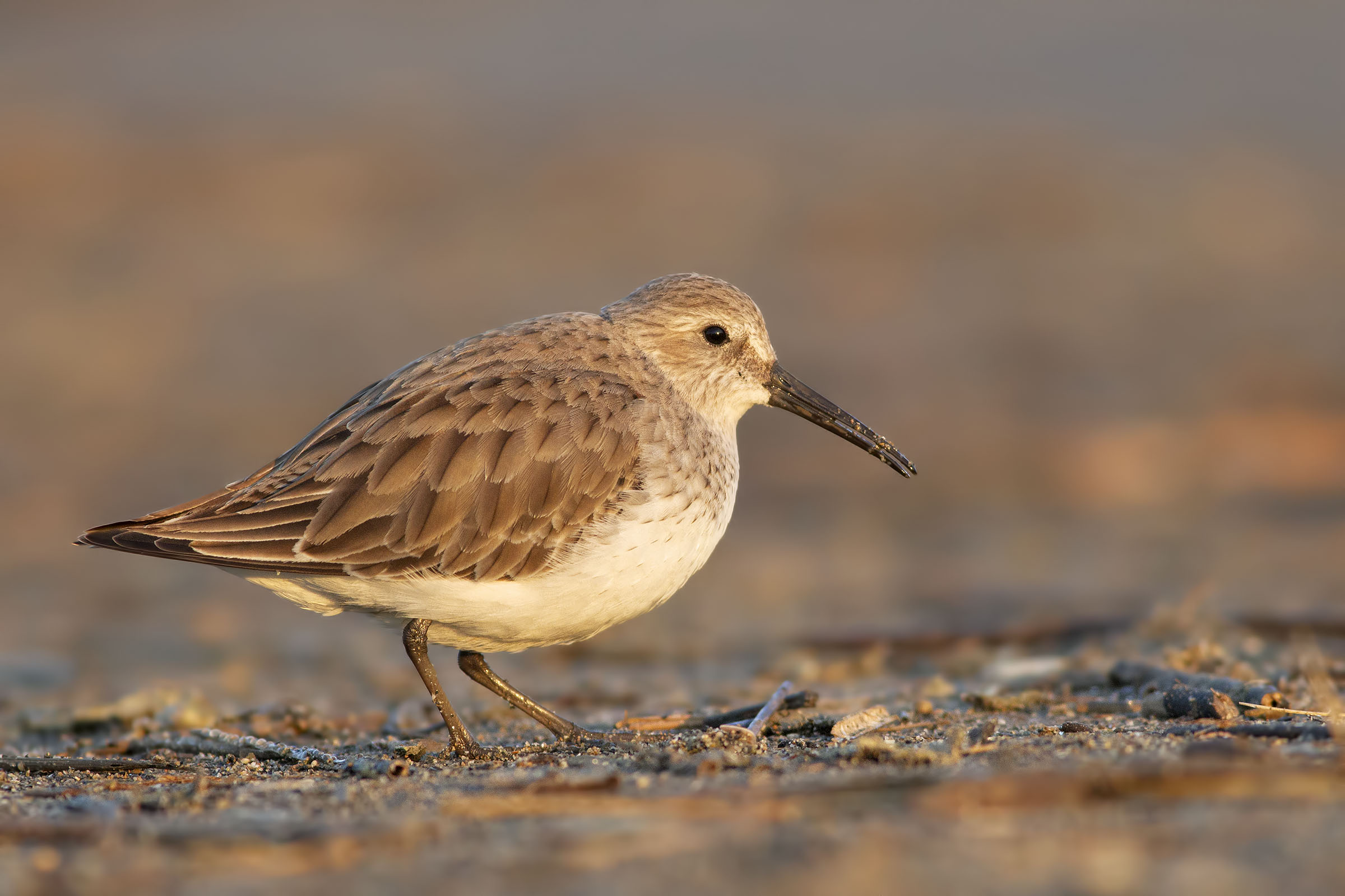 Piovanello Pancianera