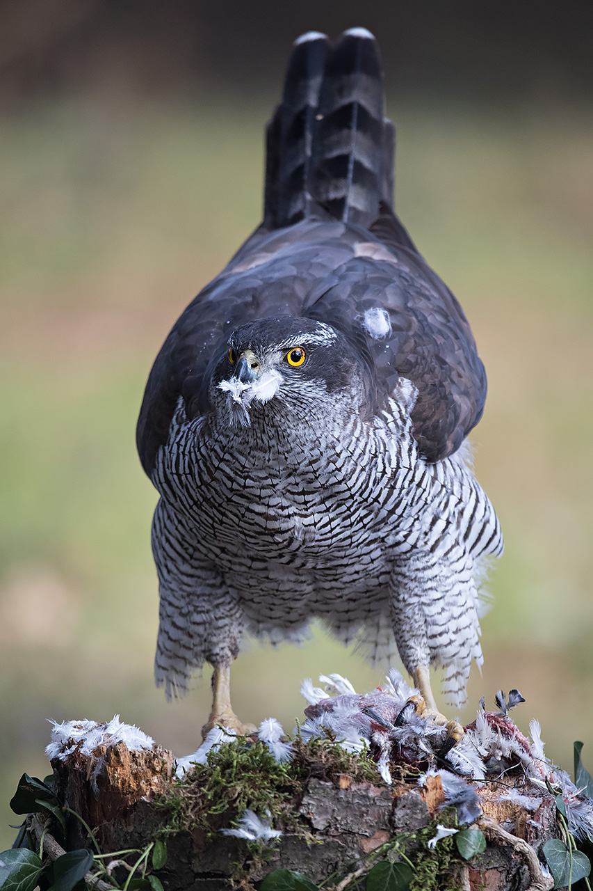 female goshawk