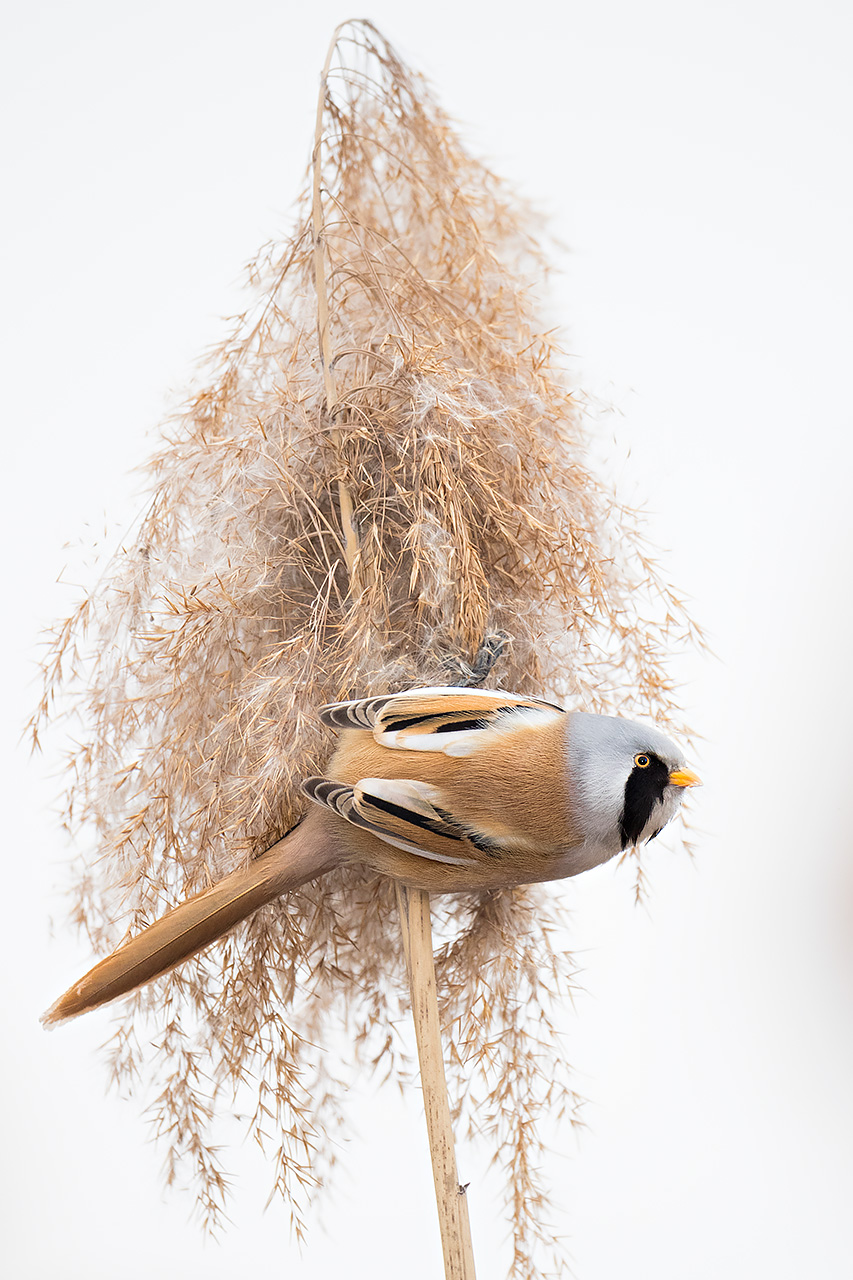 Bearded Tit