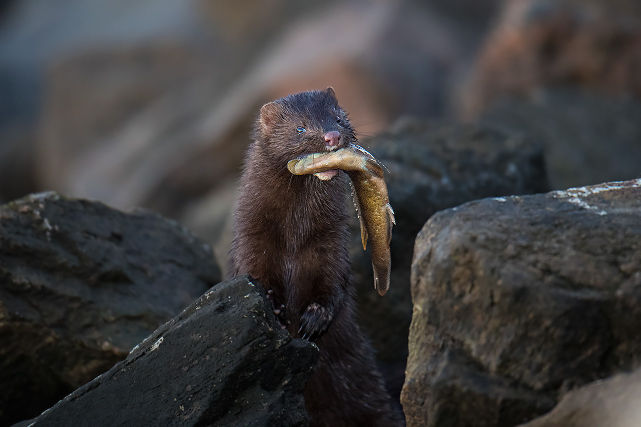 American Mink