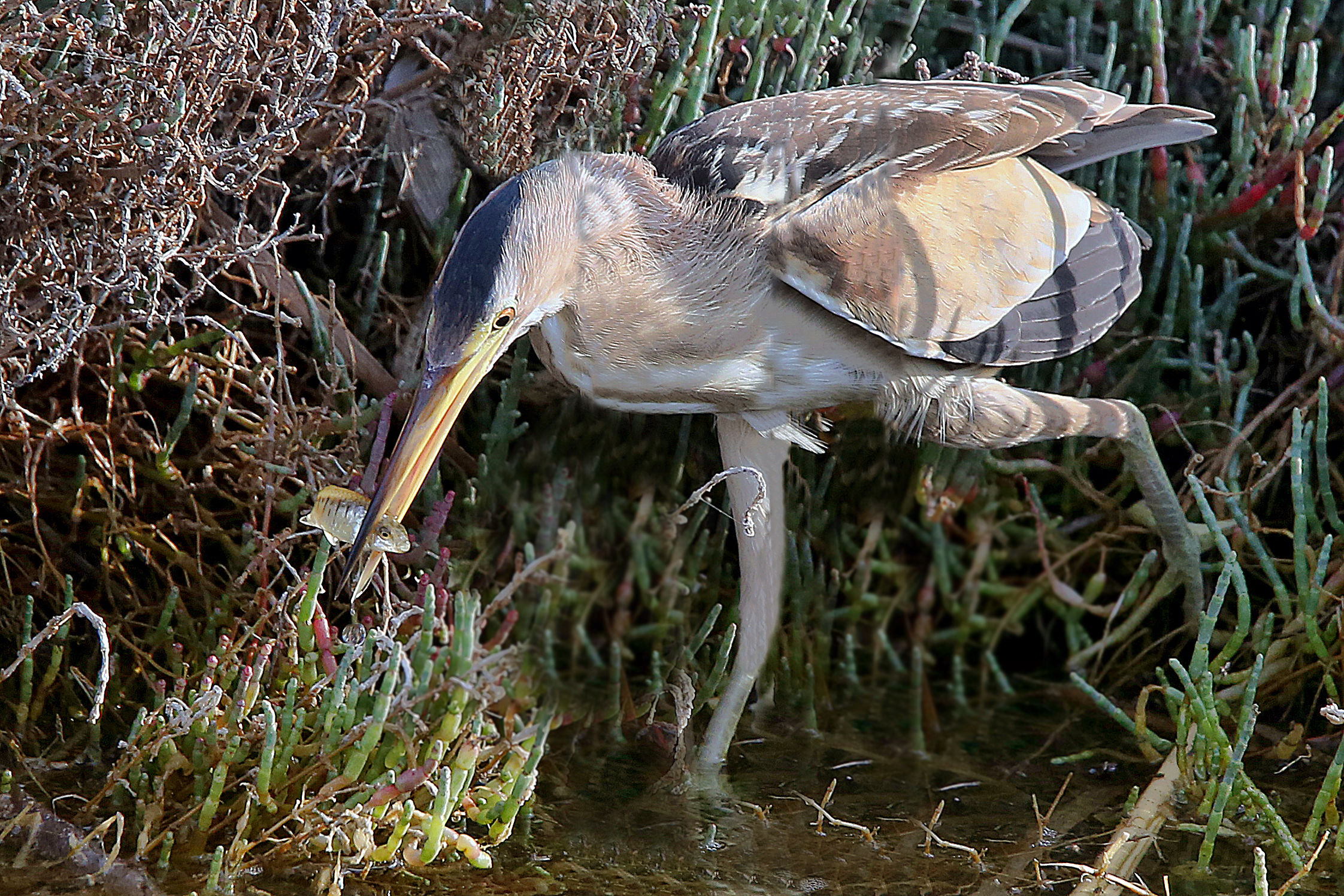 Bittern fishing