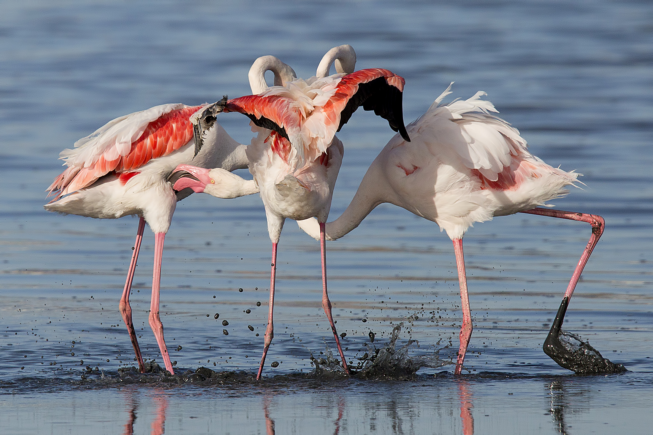 quarrelsome flamingos