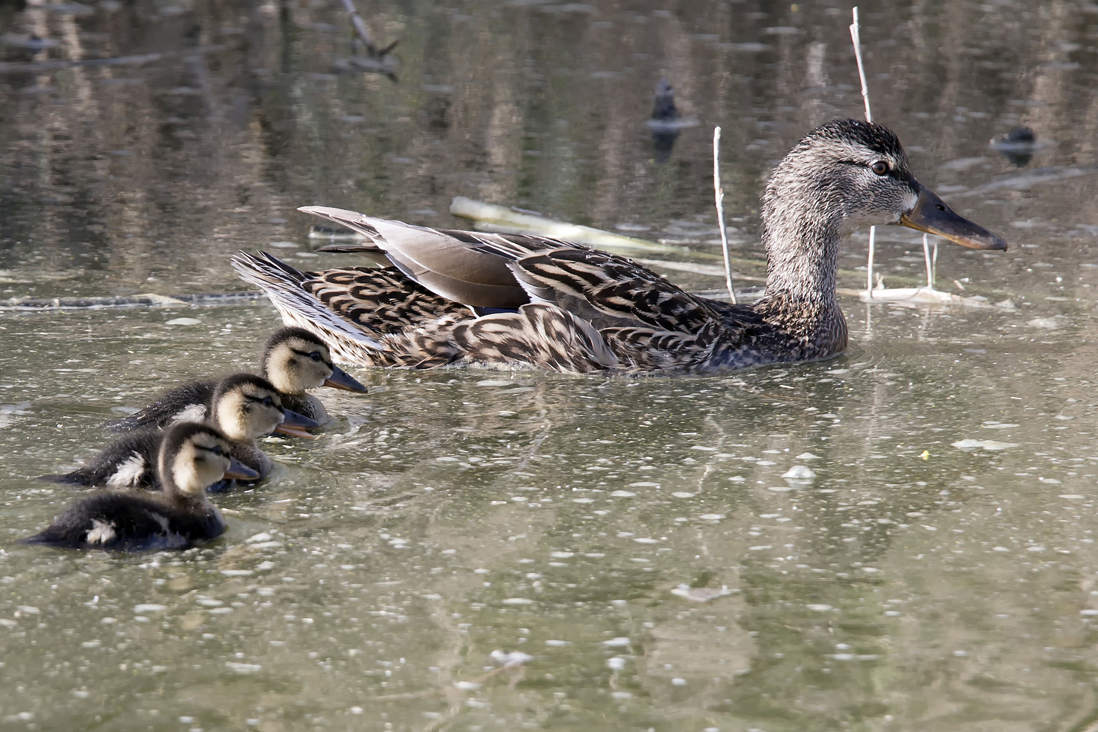 Duck with chicks