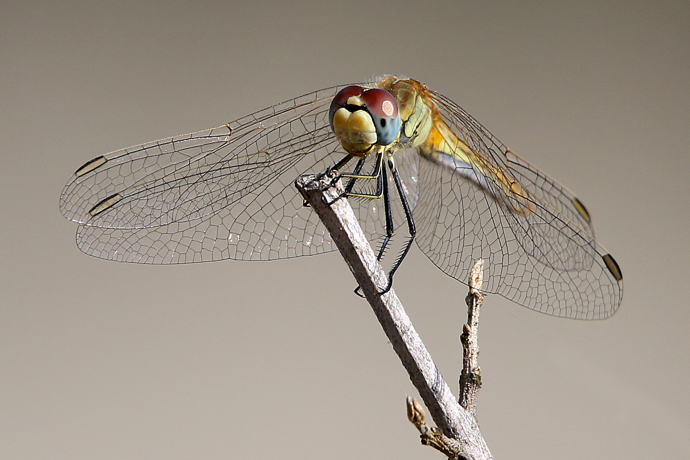 Dragonfly