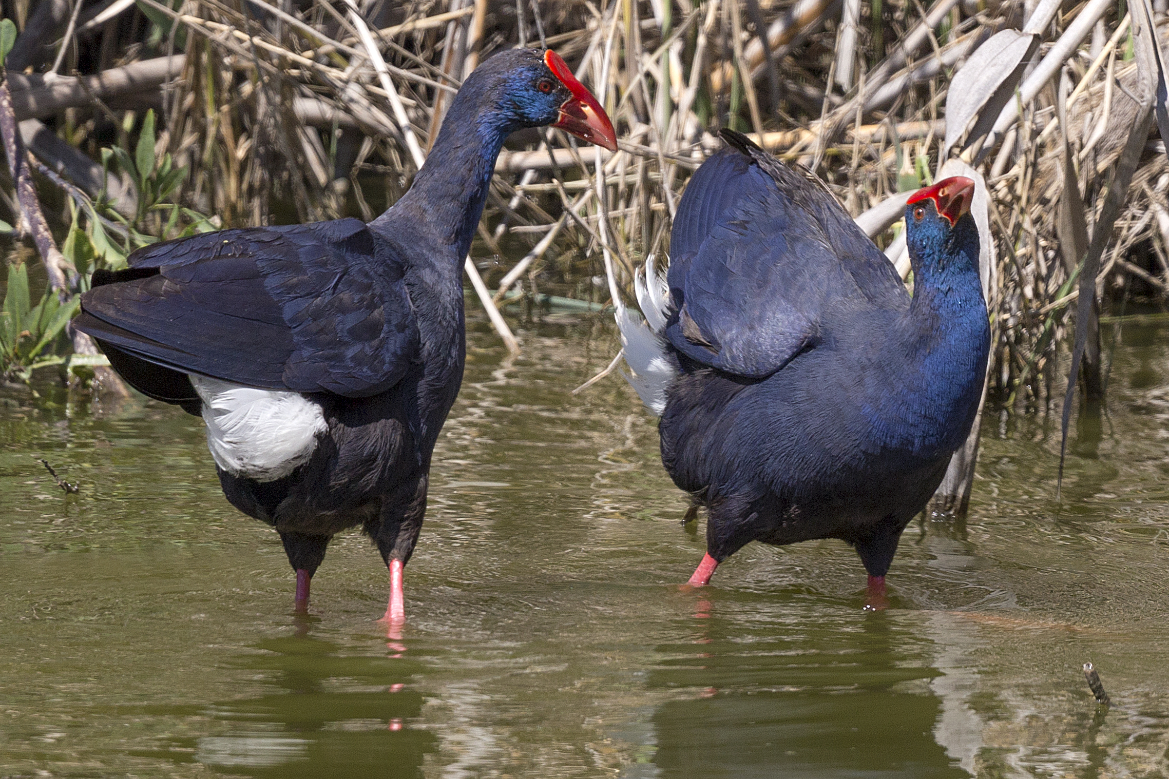 of chickens Sultans couple