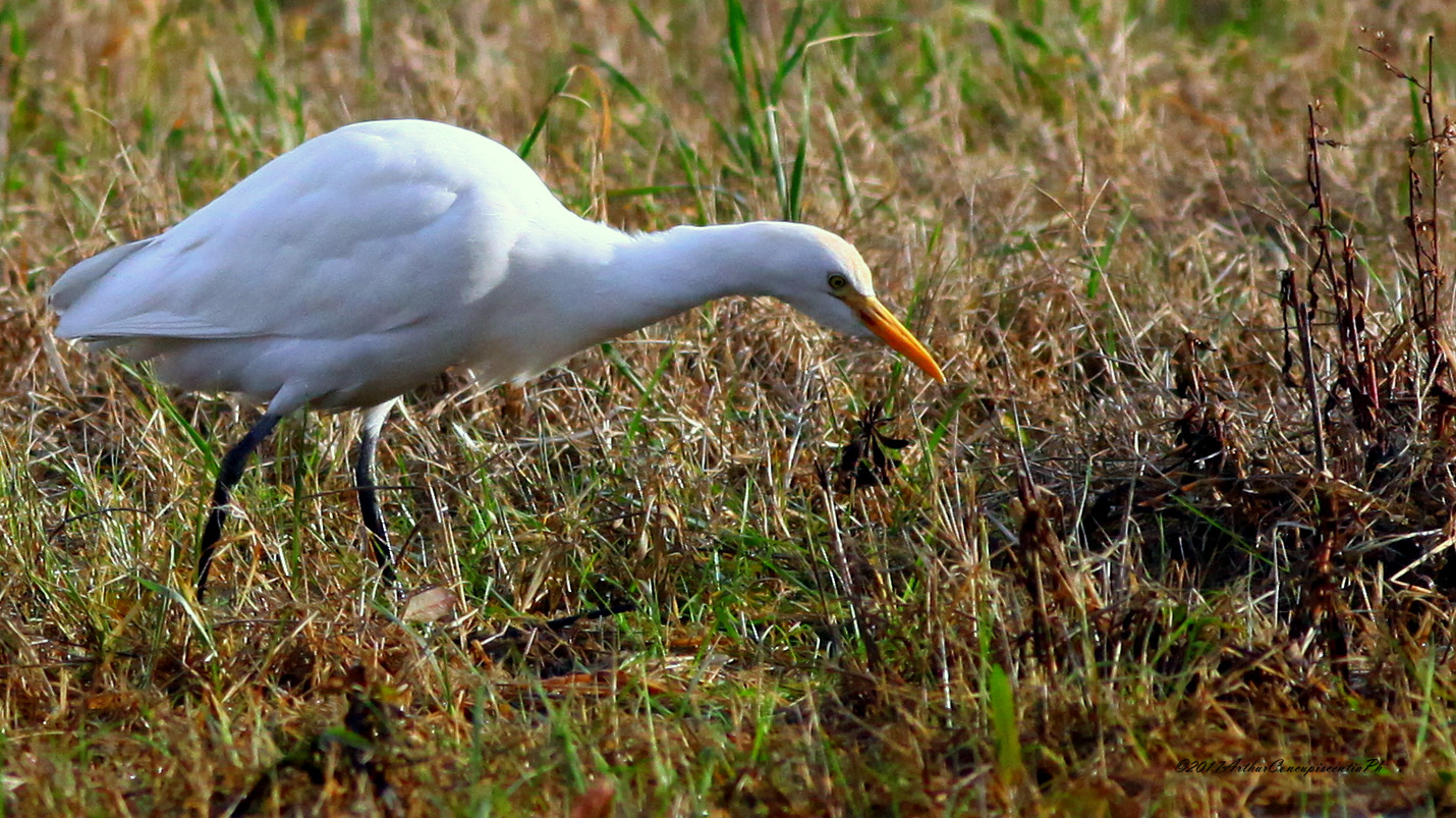 egret in winter pasture