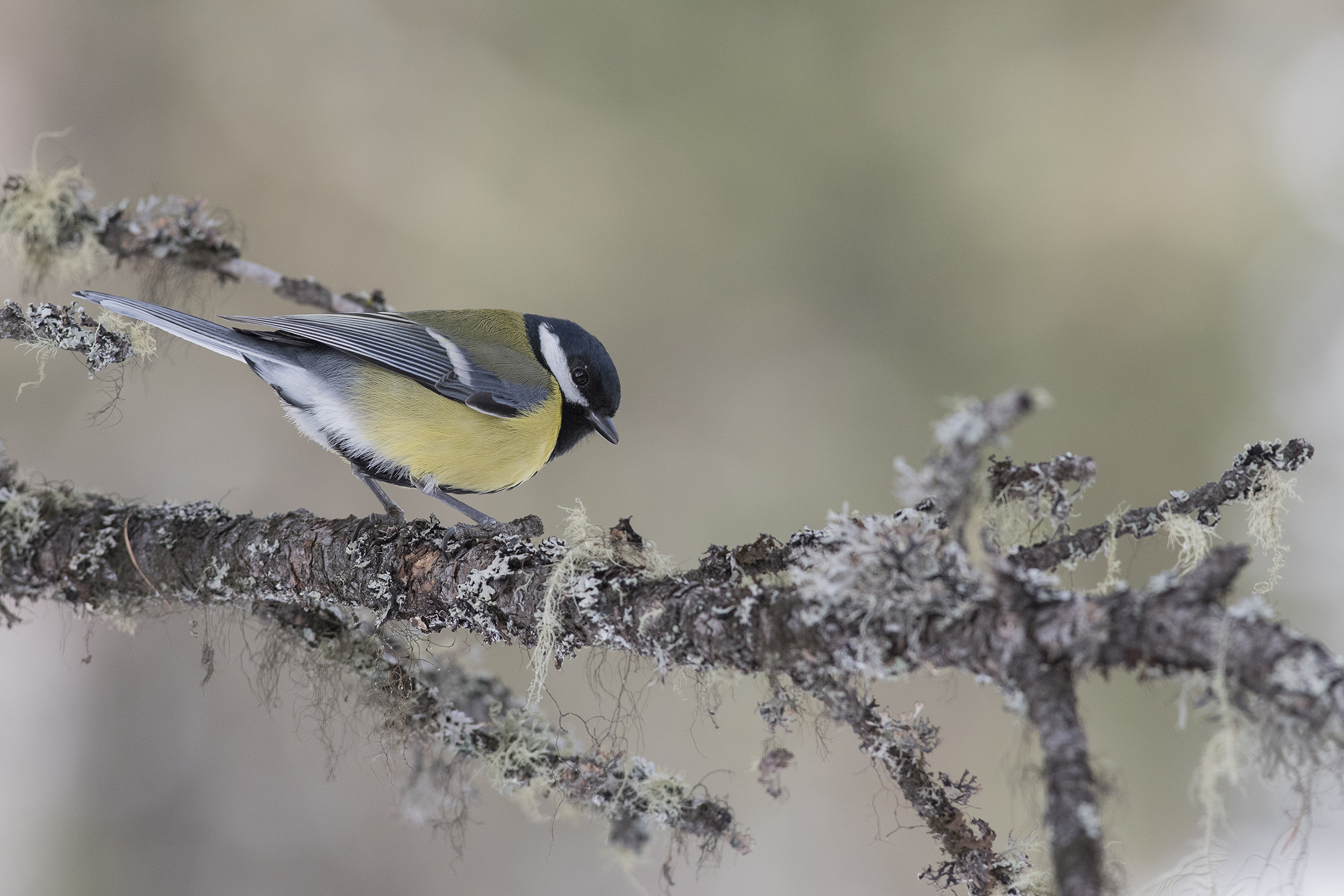 Great Tit