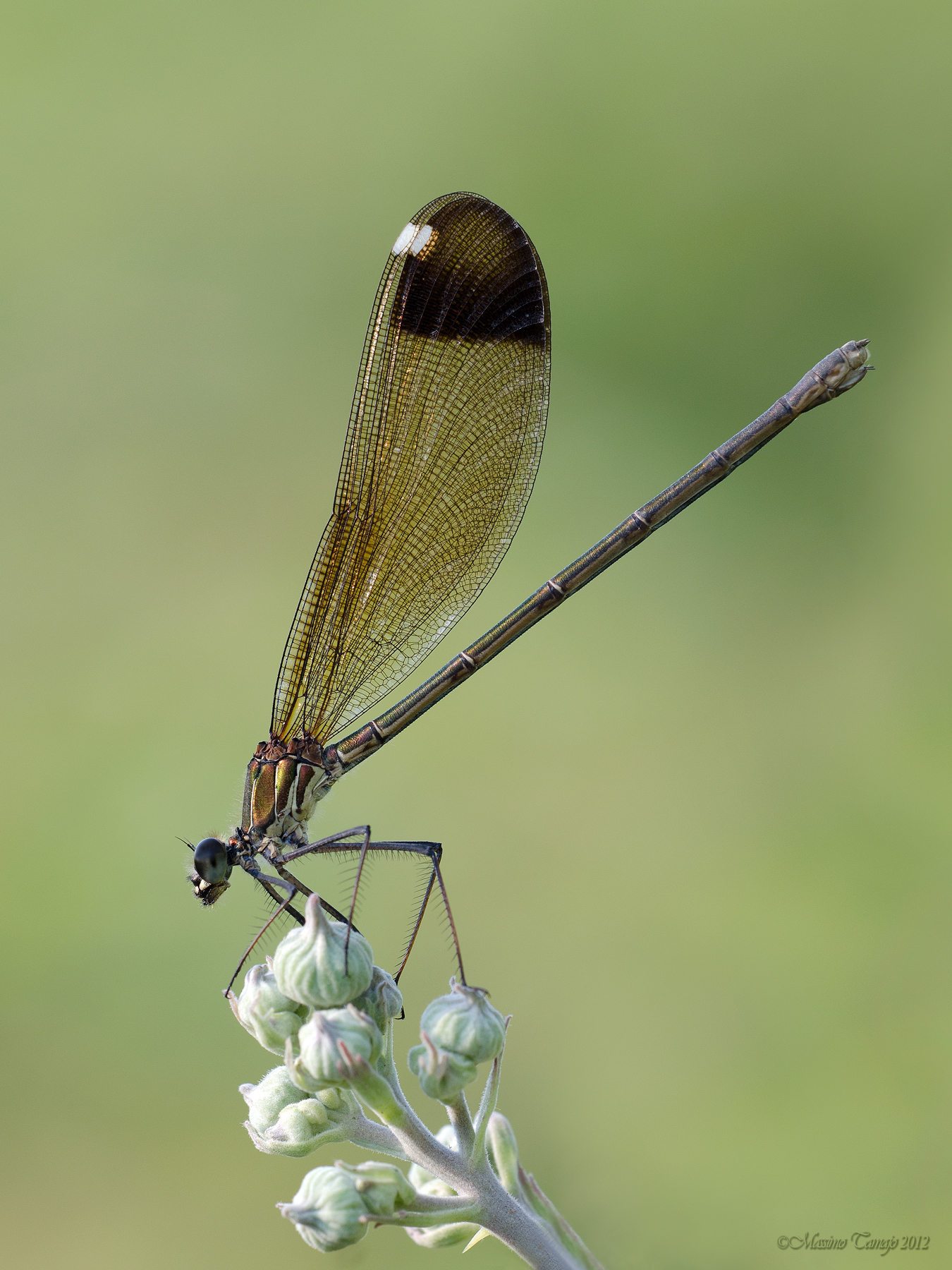 Calopteryx haemorrhoidalis female