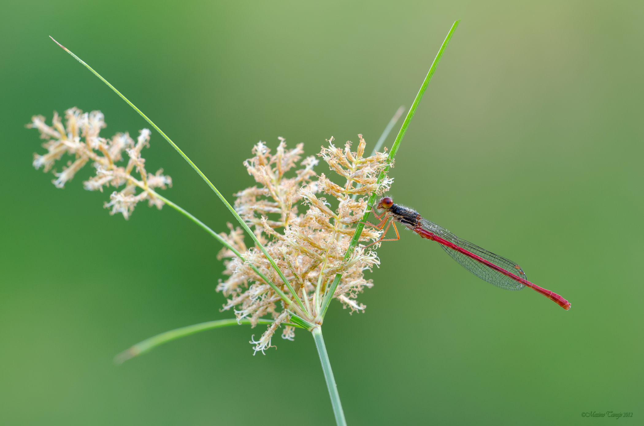 Dama rossa sul papiro