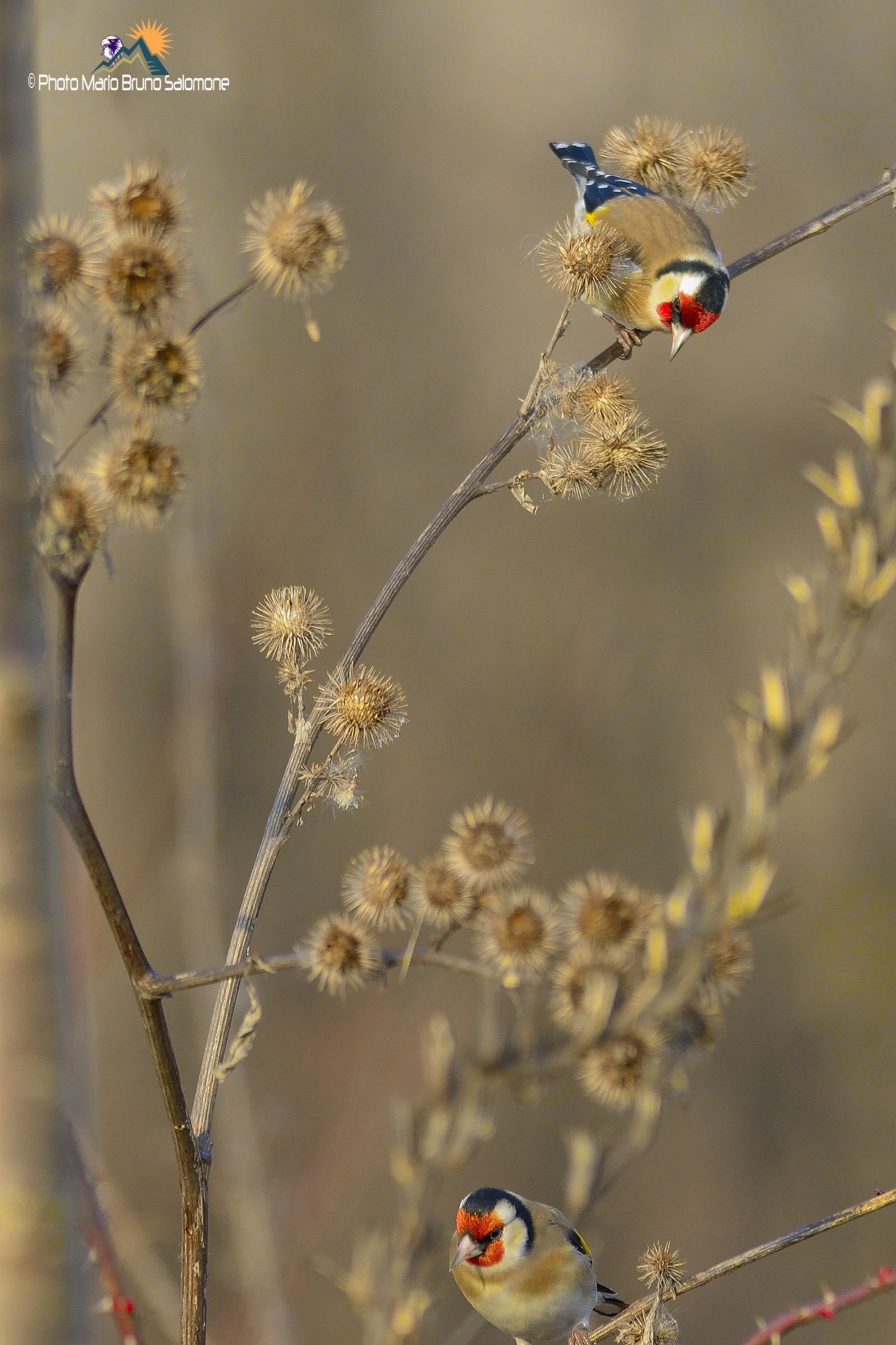 Goldfinches in a winter without snow.