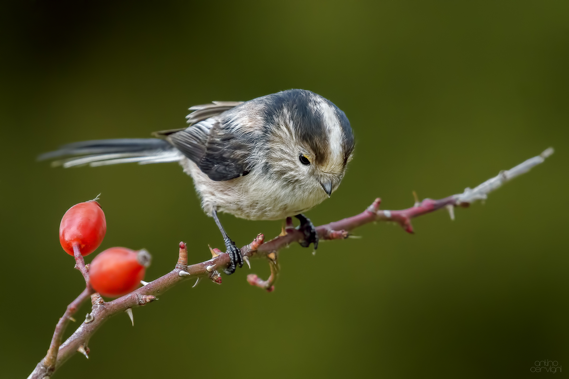 Long-tailed Tit