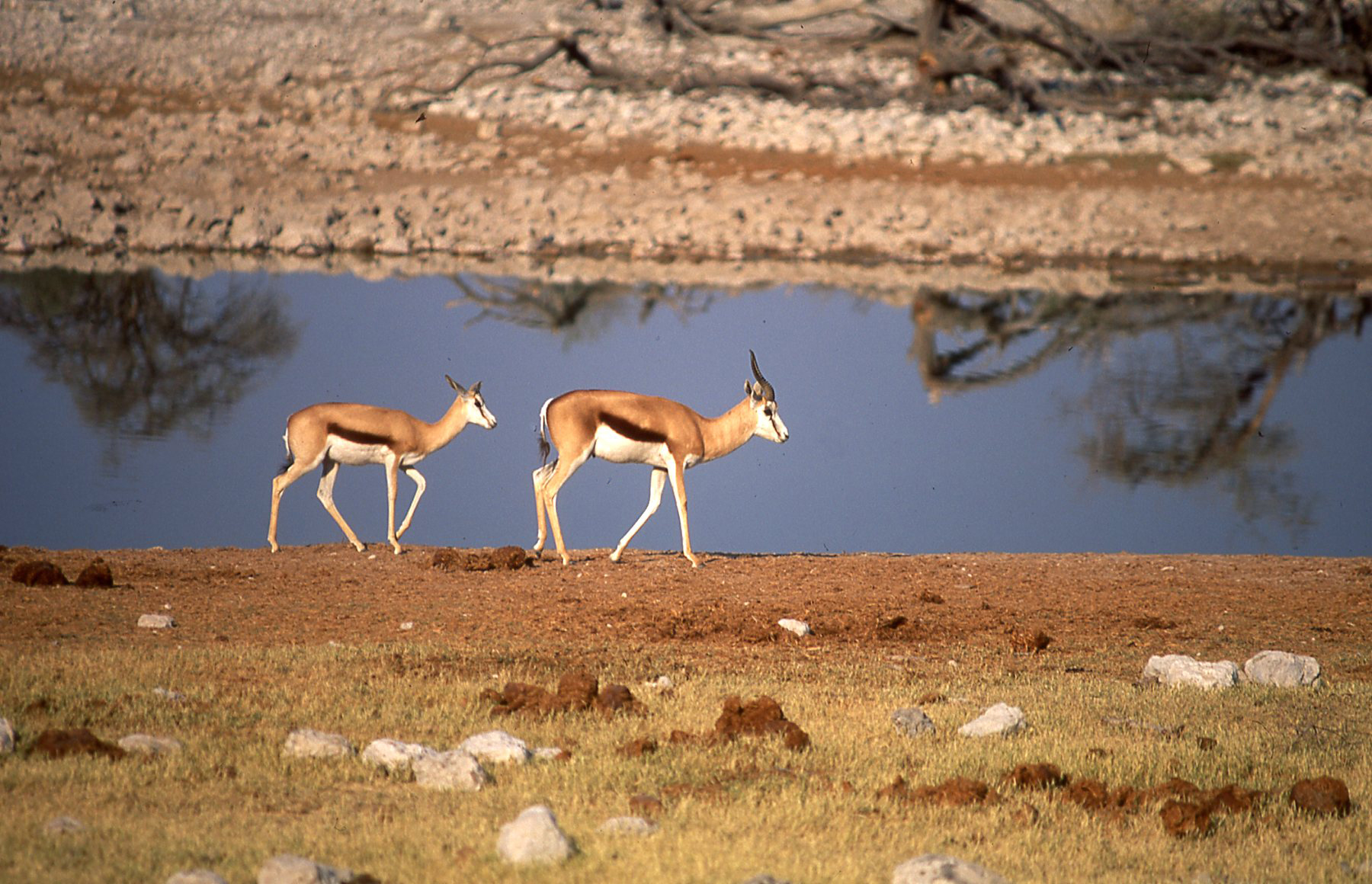 Parco Etosha - Namibia