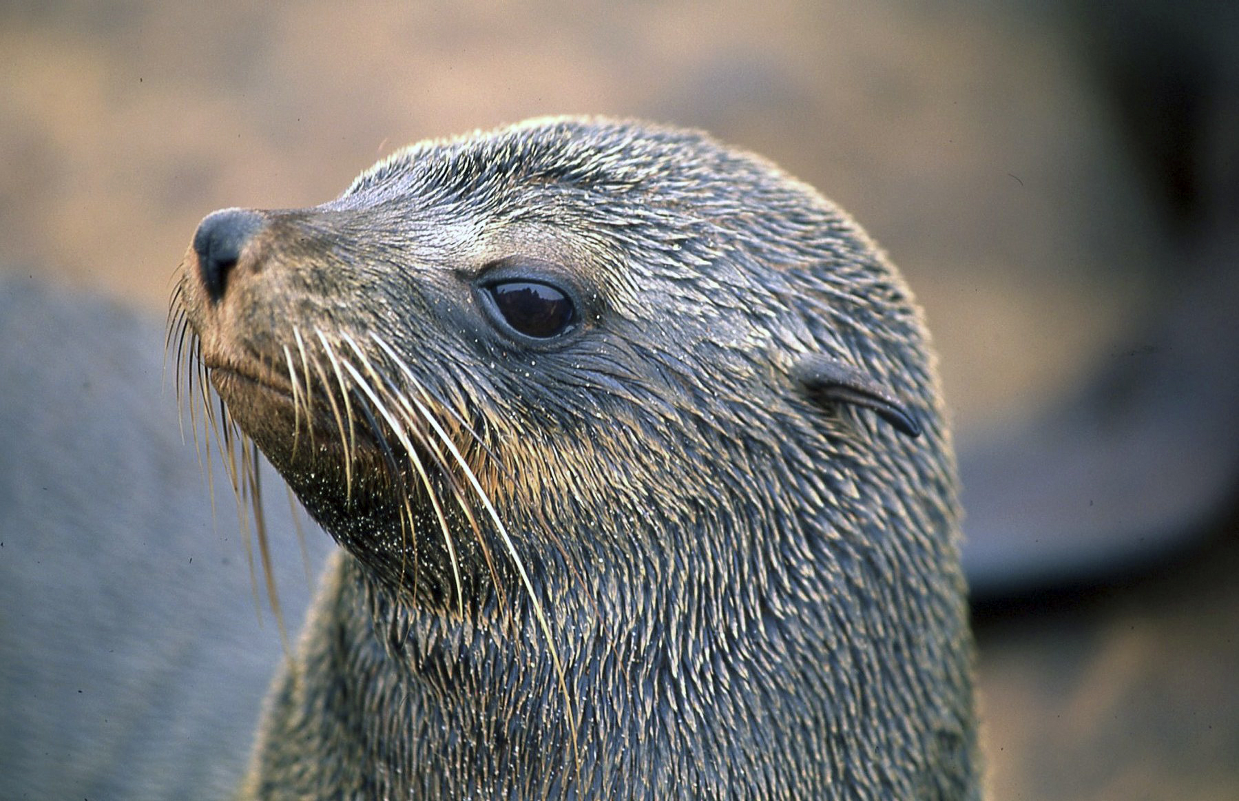 Piccolo di otaria - costa Namibia