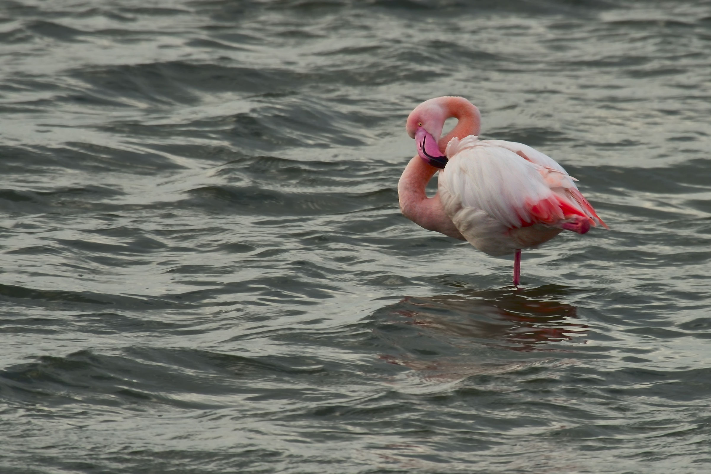 pink flamingo