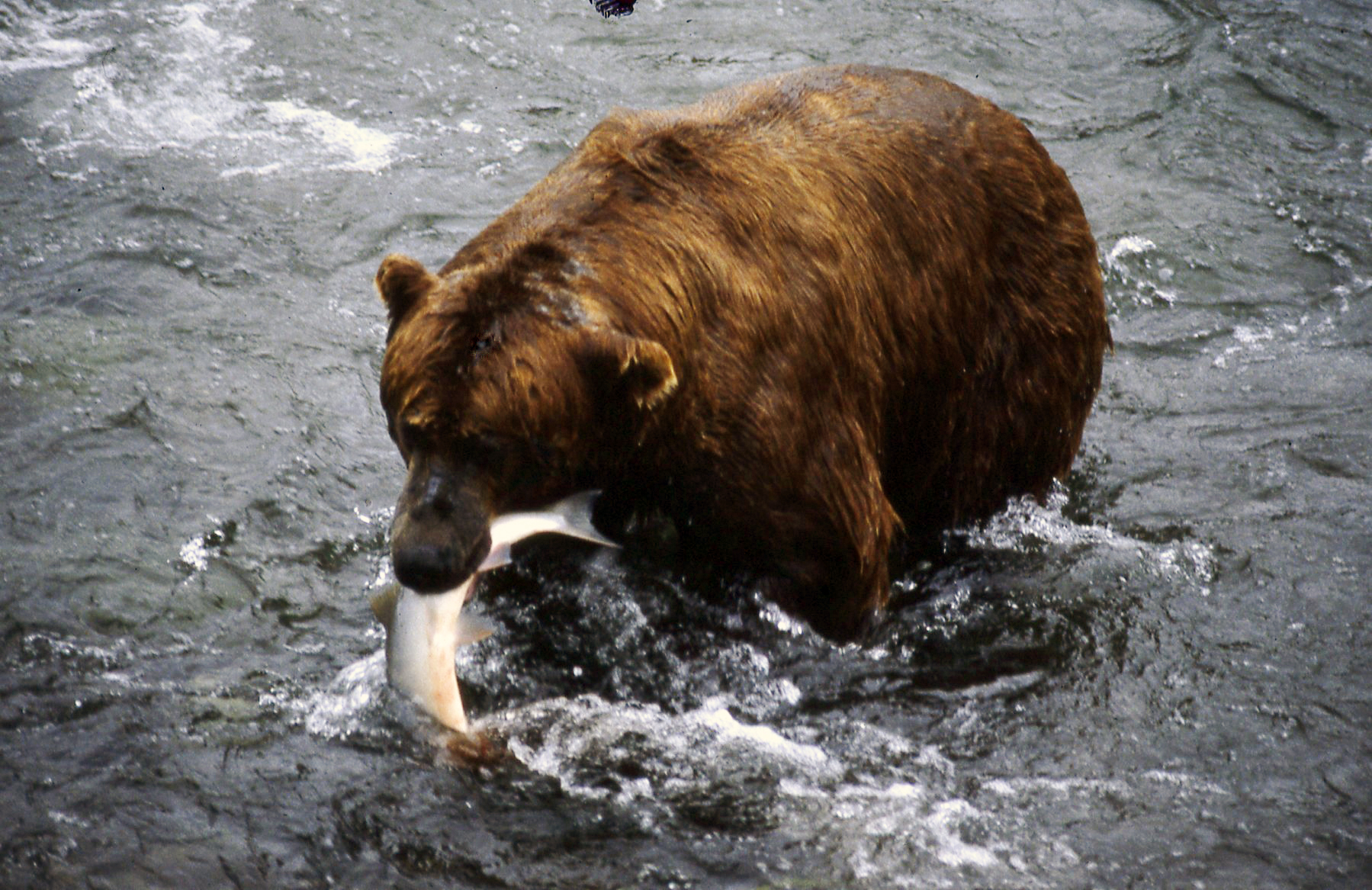 Grizzly a caccia di salmoni - Alaska