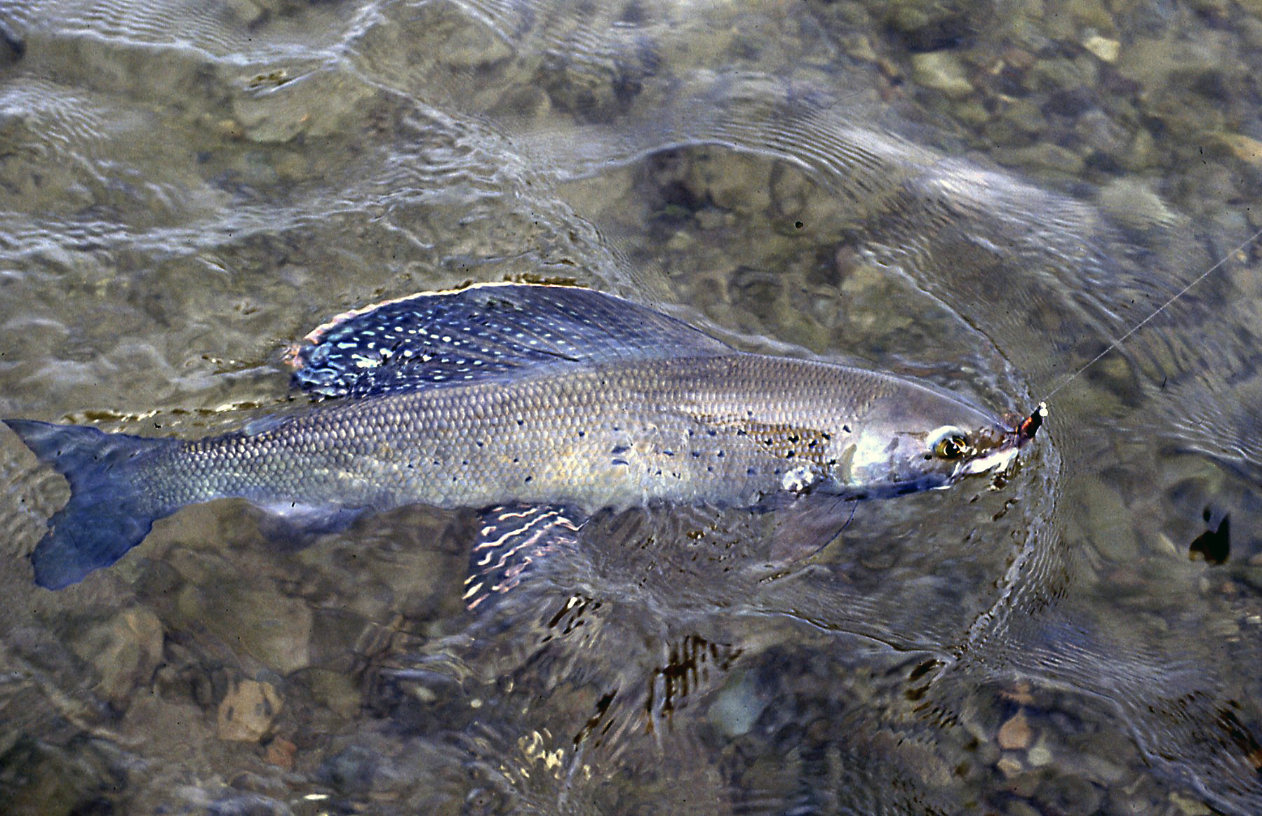 Arctic grayling fish Fly - Alaska