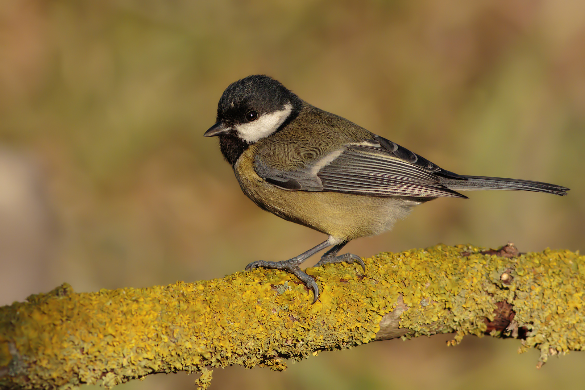 Great Tit
