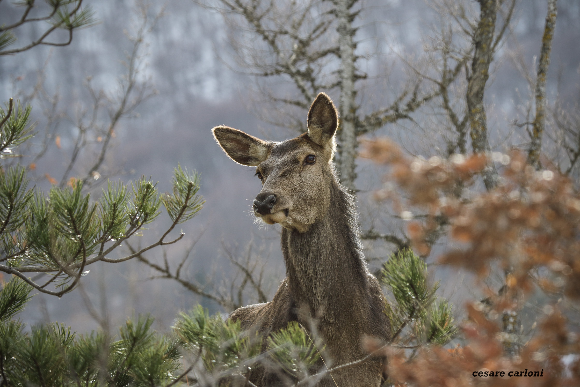 cervo femmina (cervus elaphus)