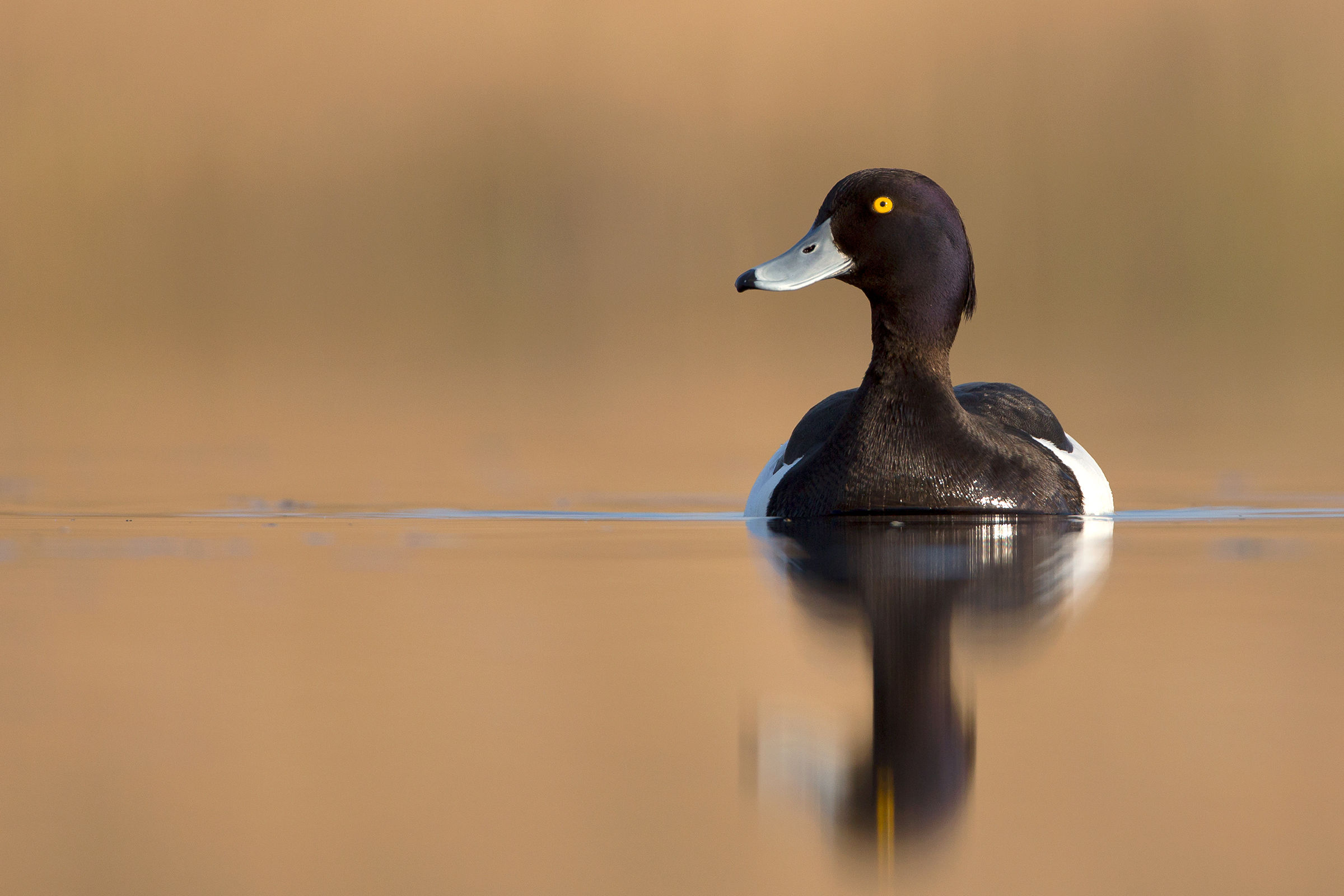 Tufted Duck