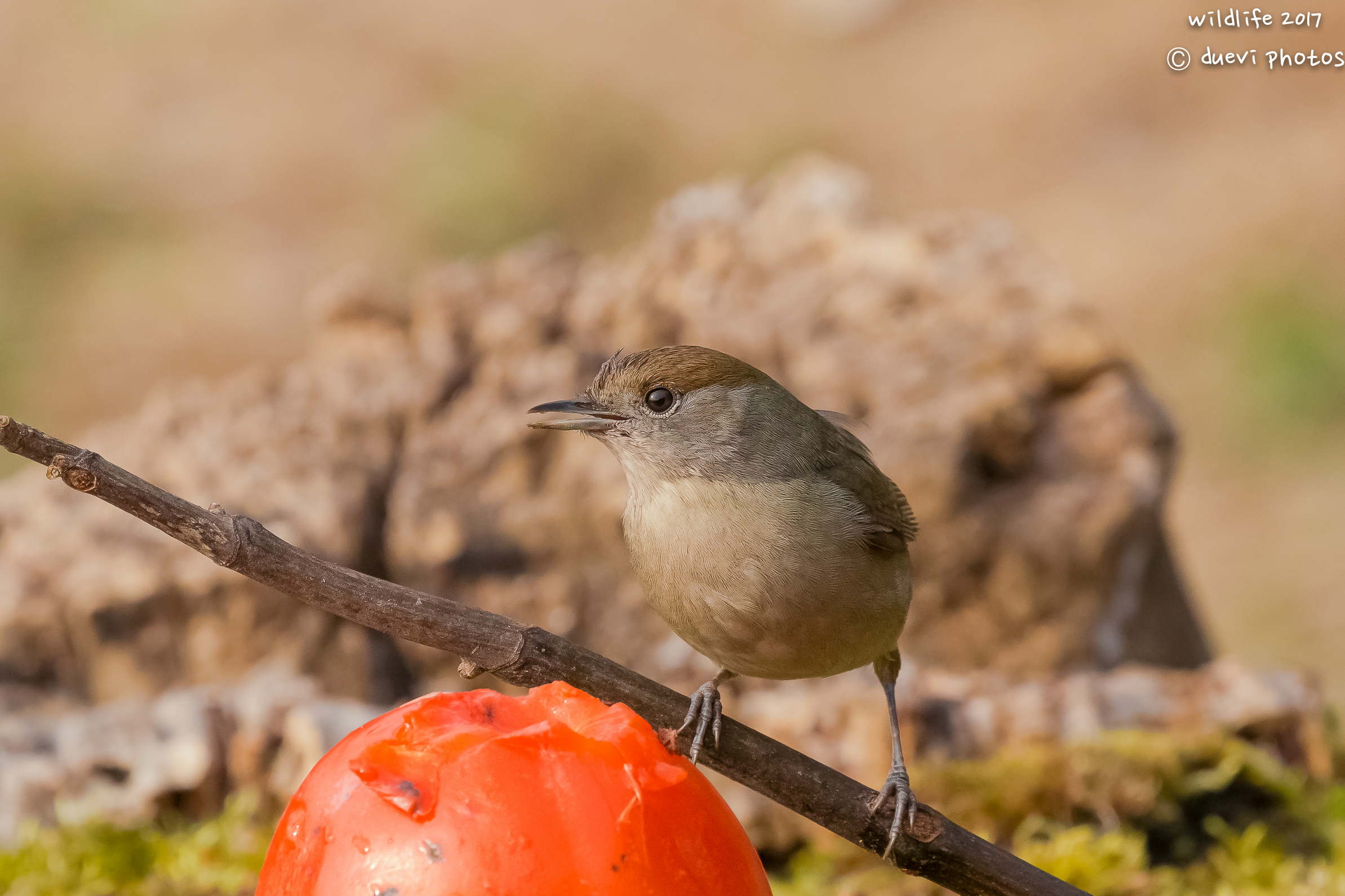 female blackcap