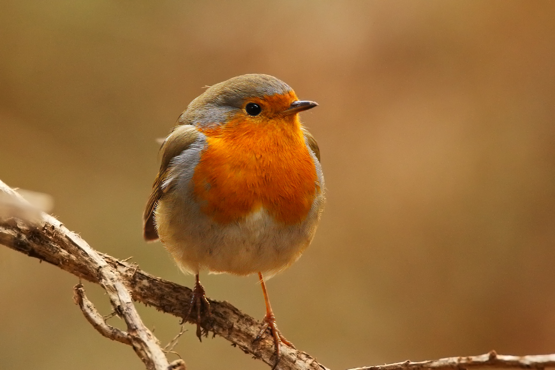 il piccolo prepotente del bosco