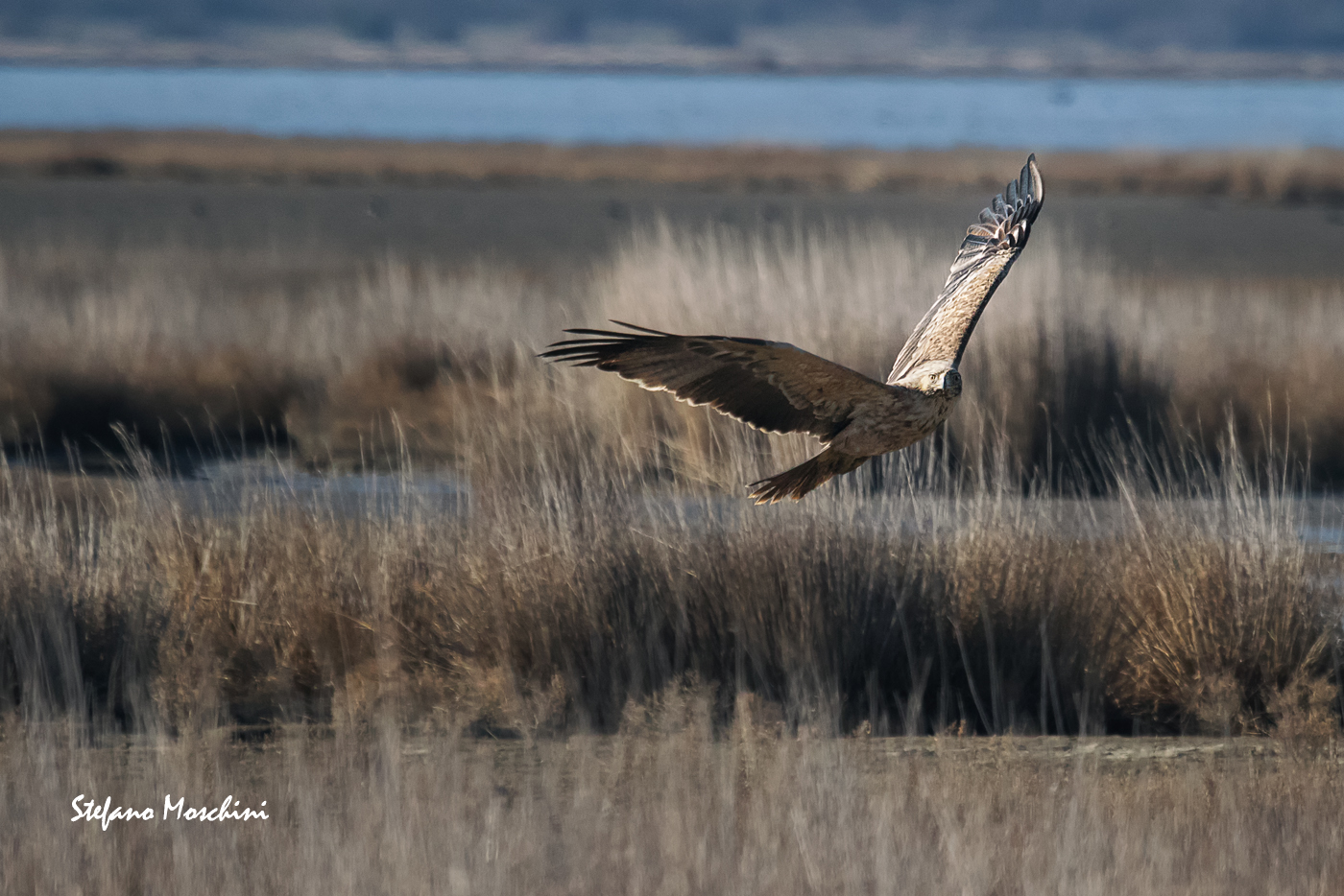 Iberian imperial eagle