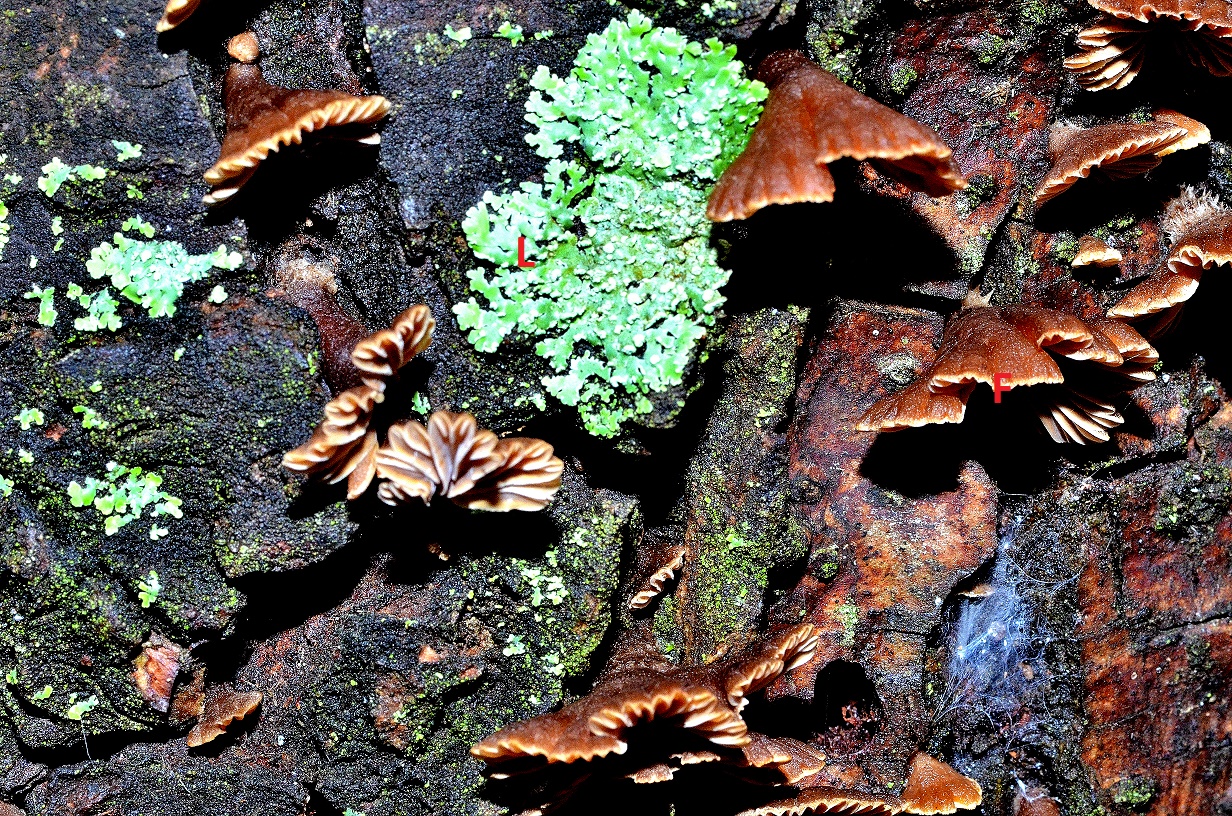 Fungi and lichens on the bark of a tree