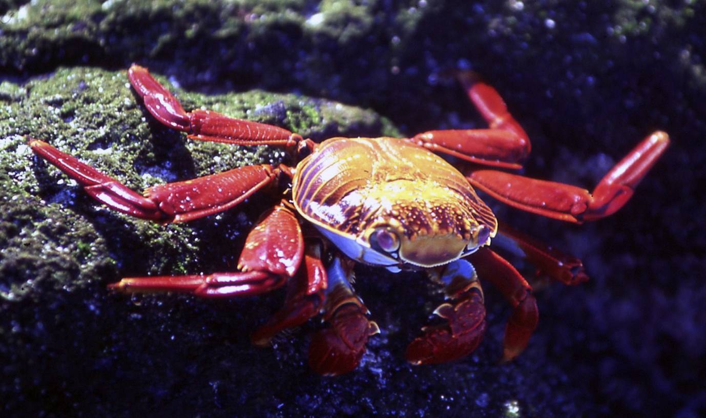 Granchio rosso  - Galapagos
