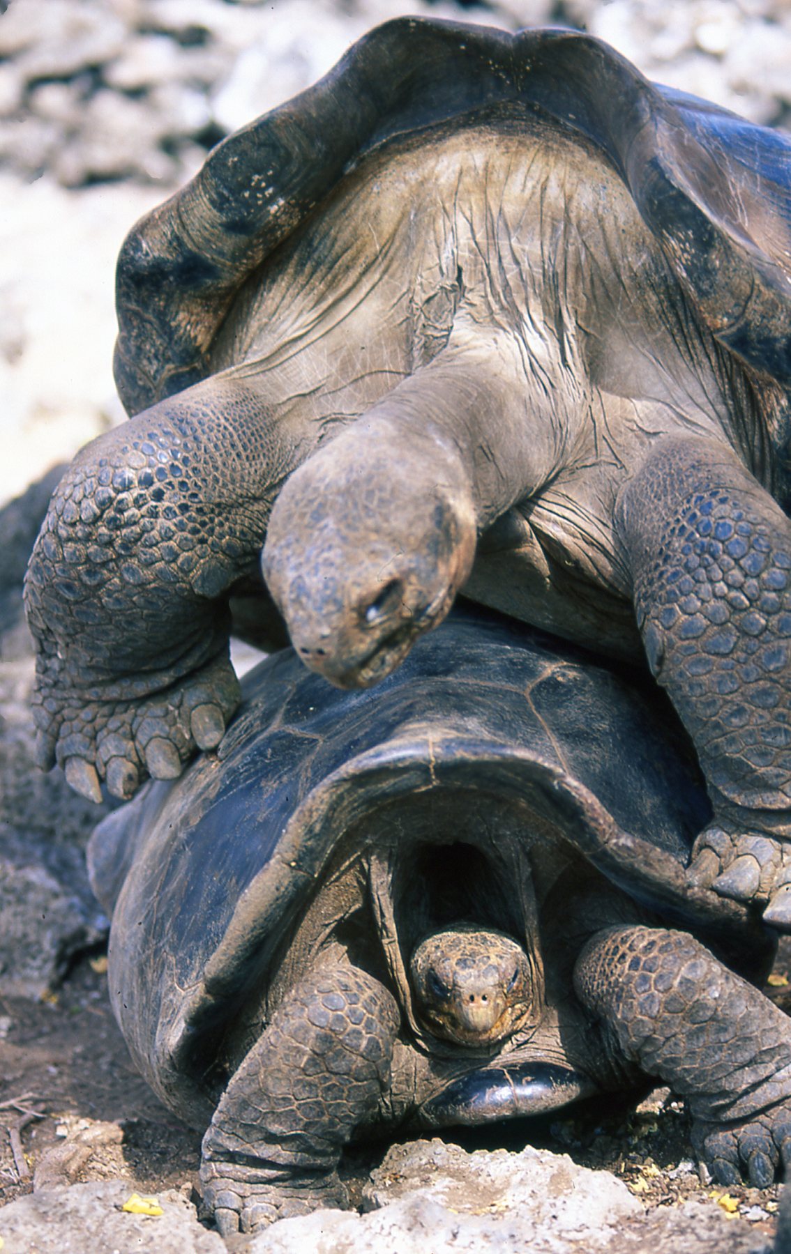 Tartarughe giganti - Galapagos