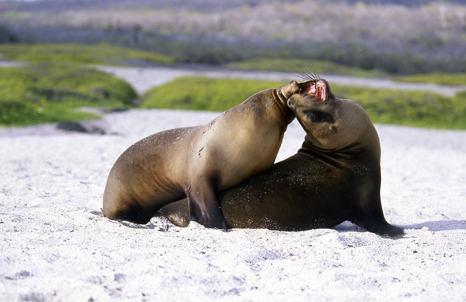 Lotta tra maschi - Galapagos