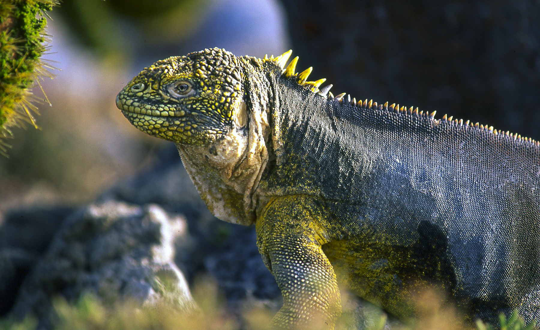 Iguana di terra - Galapagos