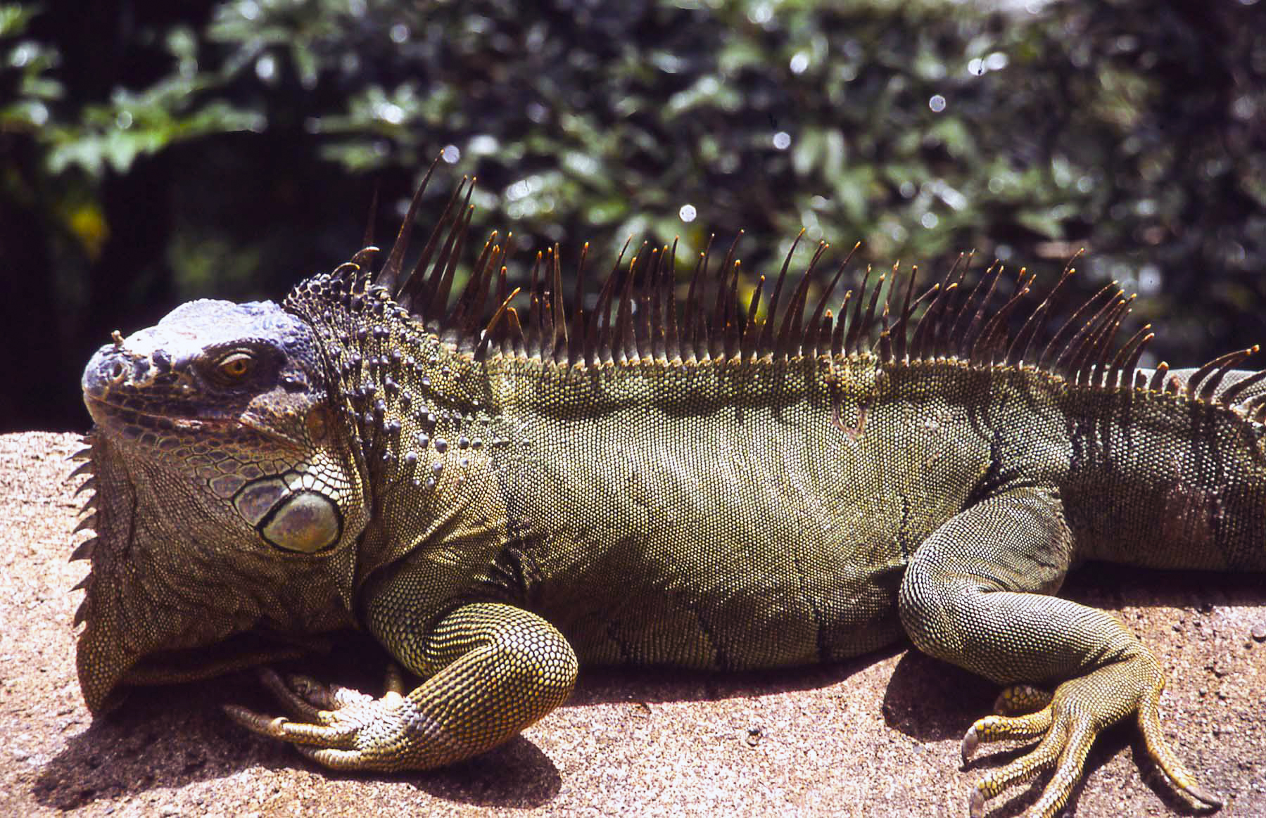 Iguana a Costa Rica