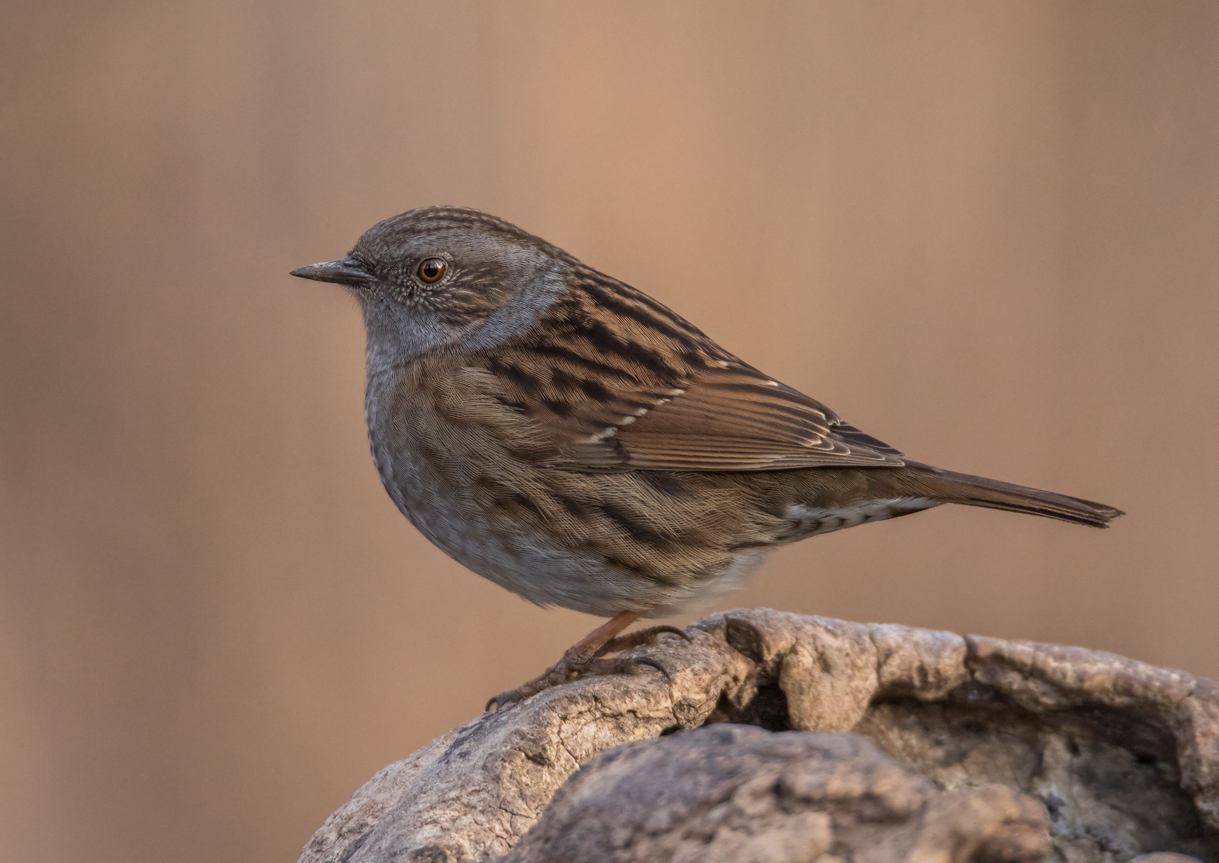 Dunnock