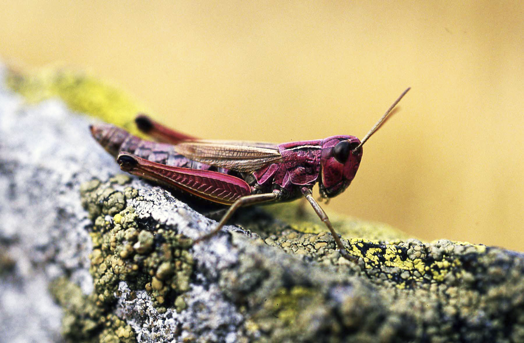 Mountain grasshopper