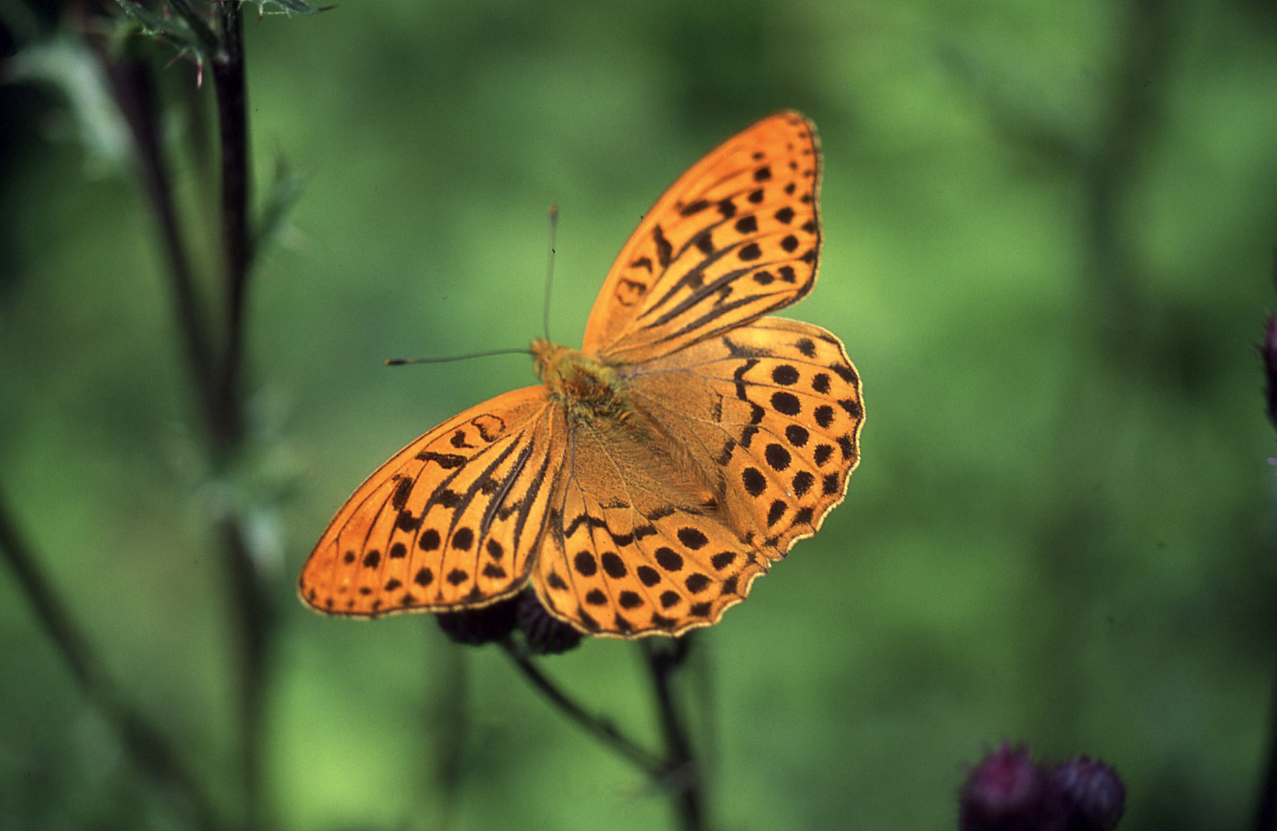 Argynnis paphia