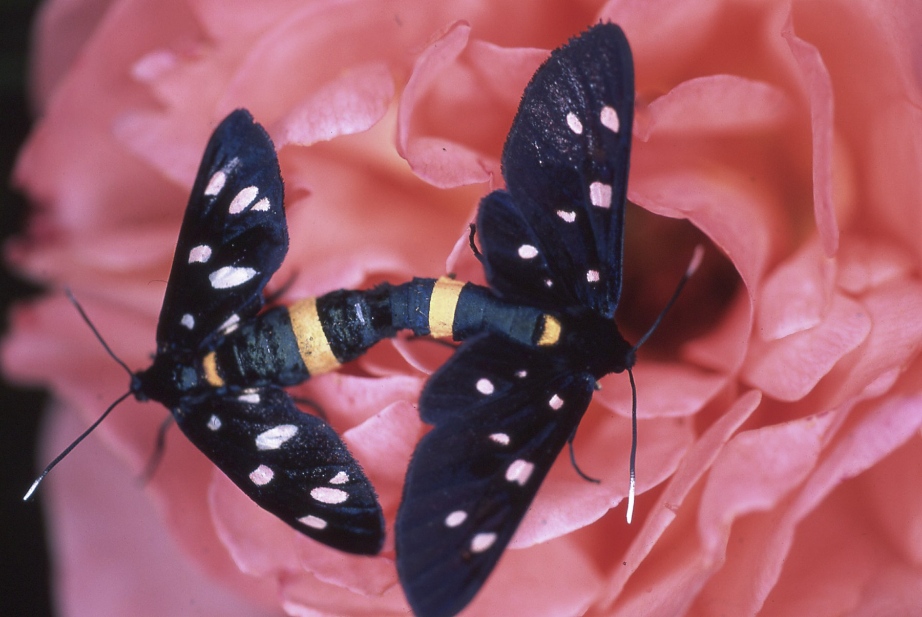 nine-spotted moth