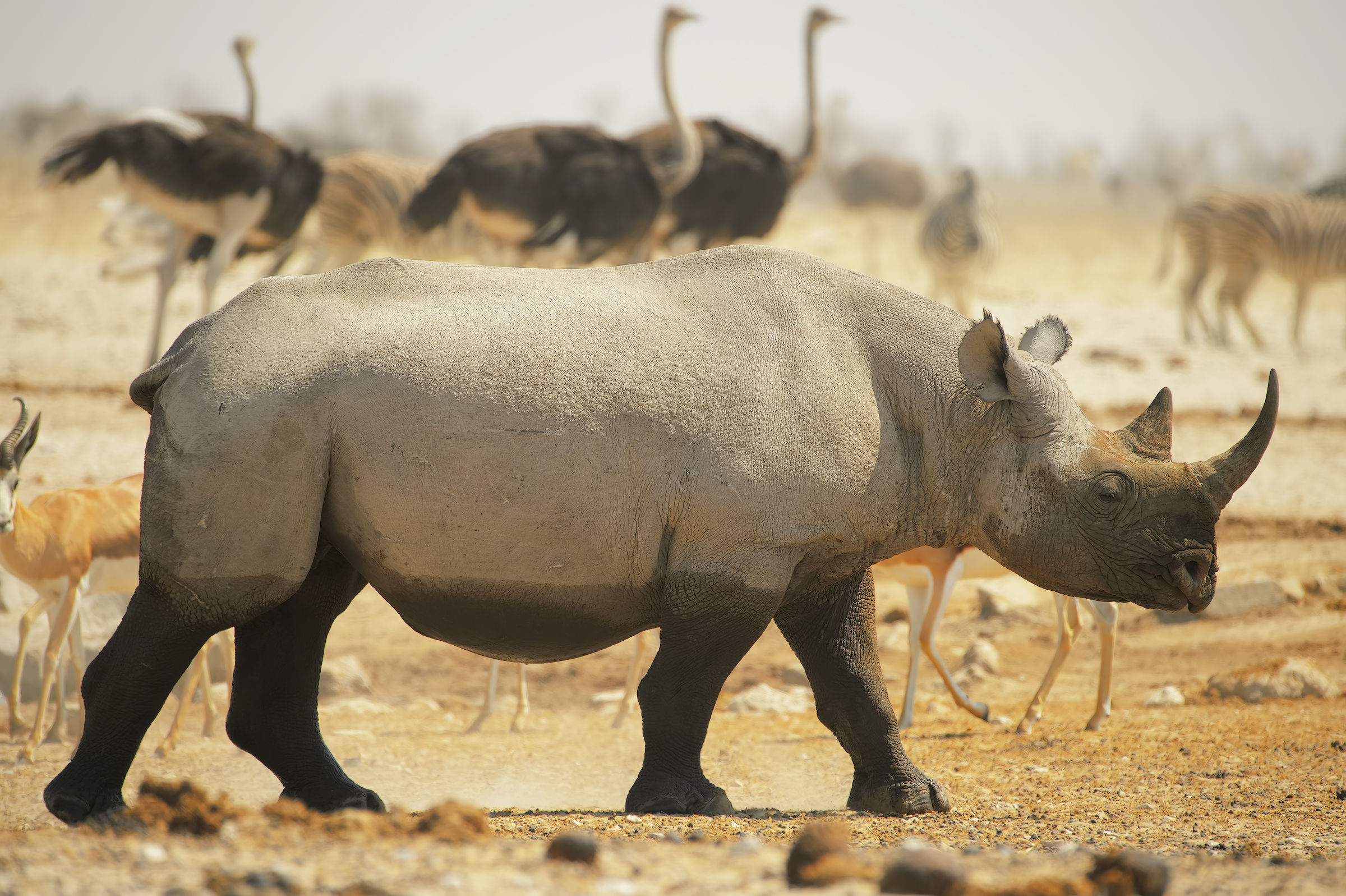 Nero and its wildlife