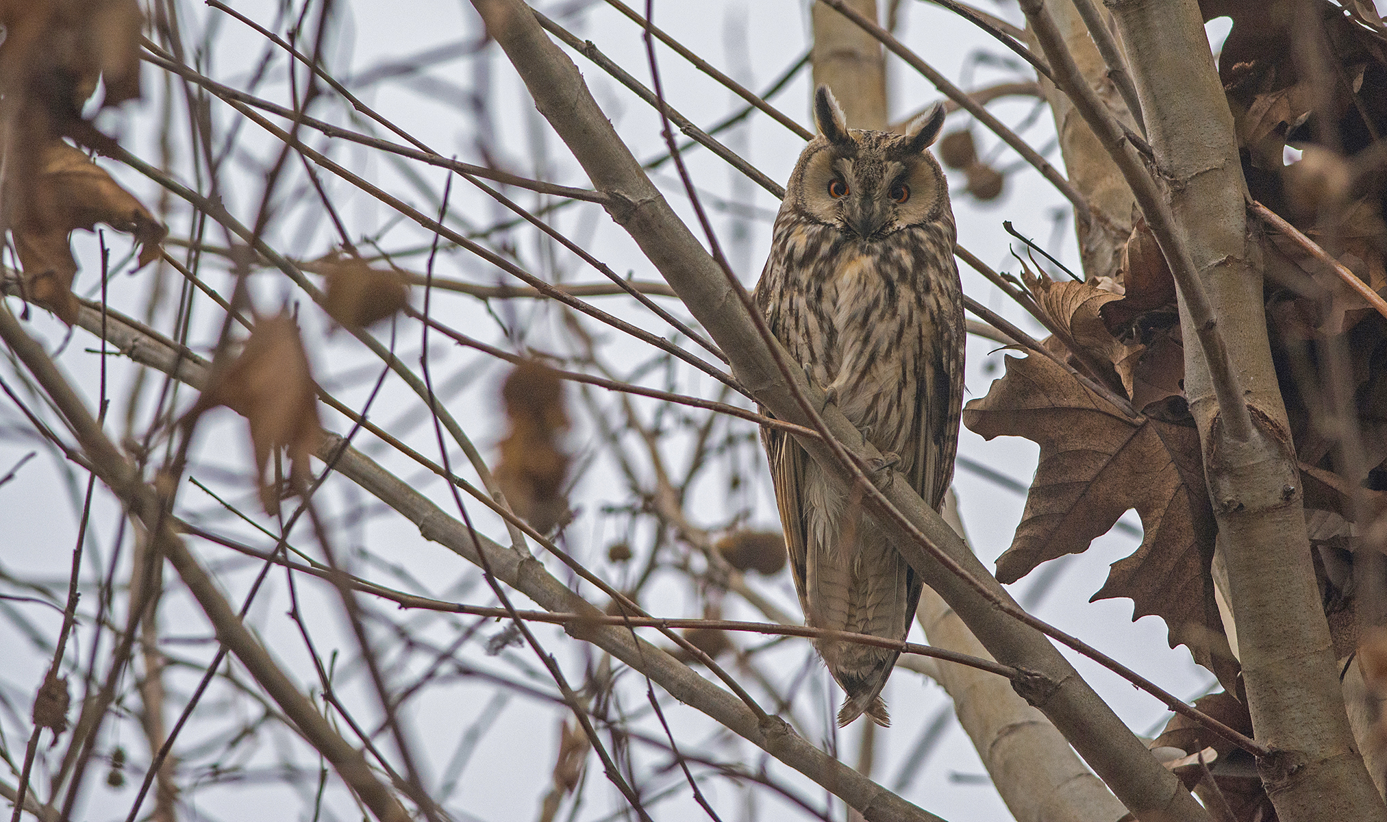 screech owl