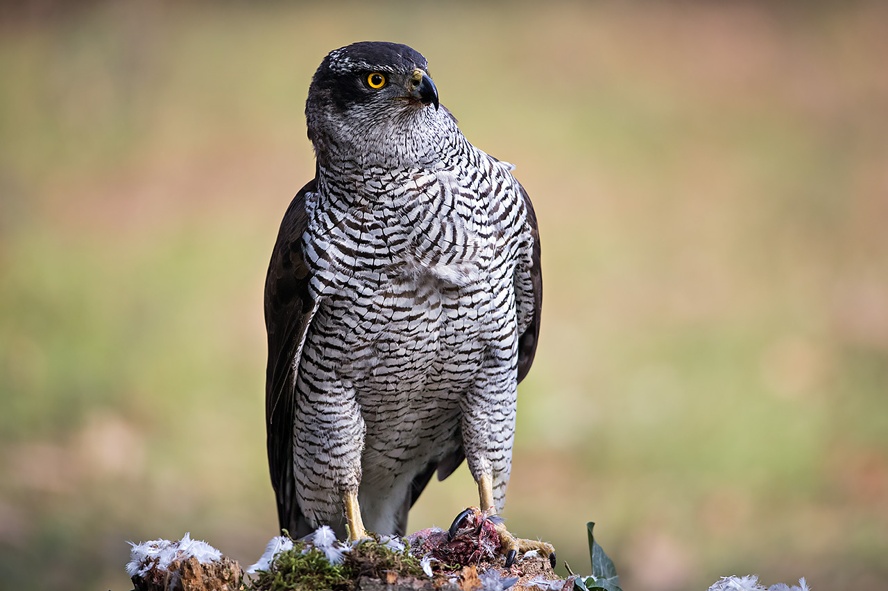 female goshawk