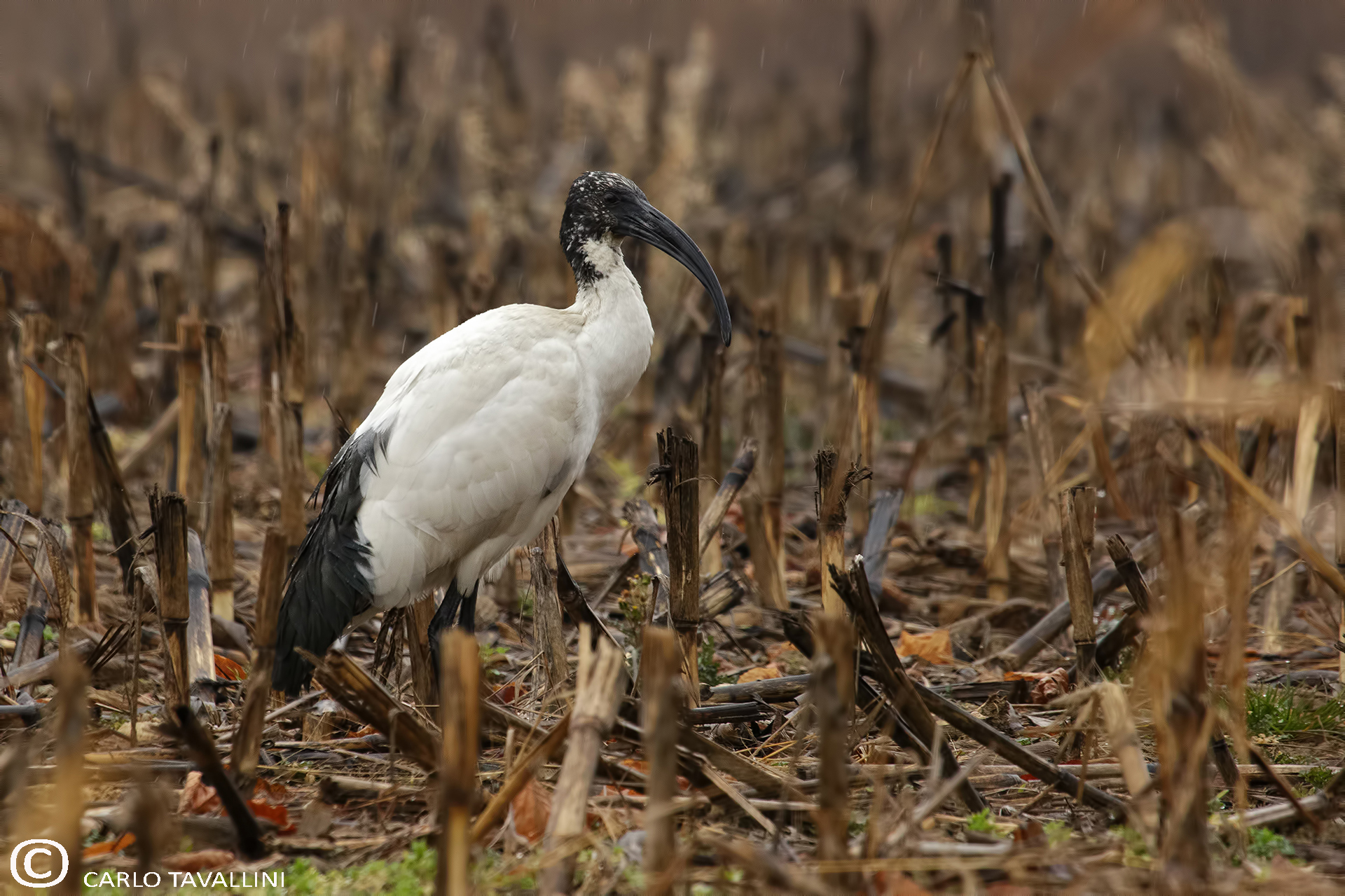 Sacred Ibis in the rain