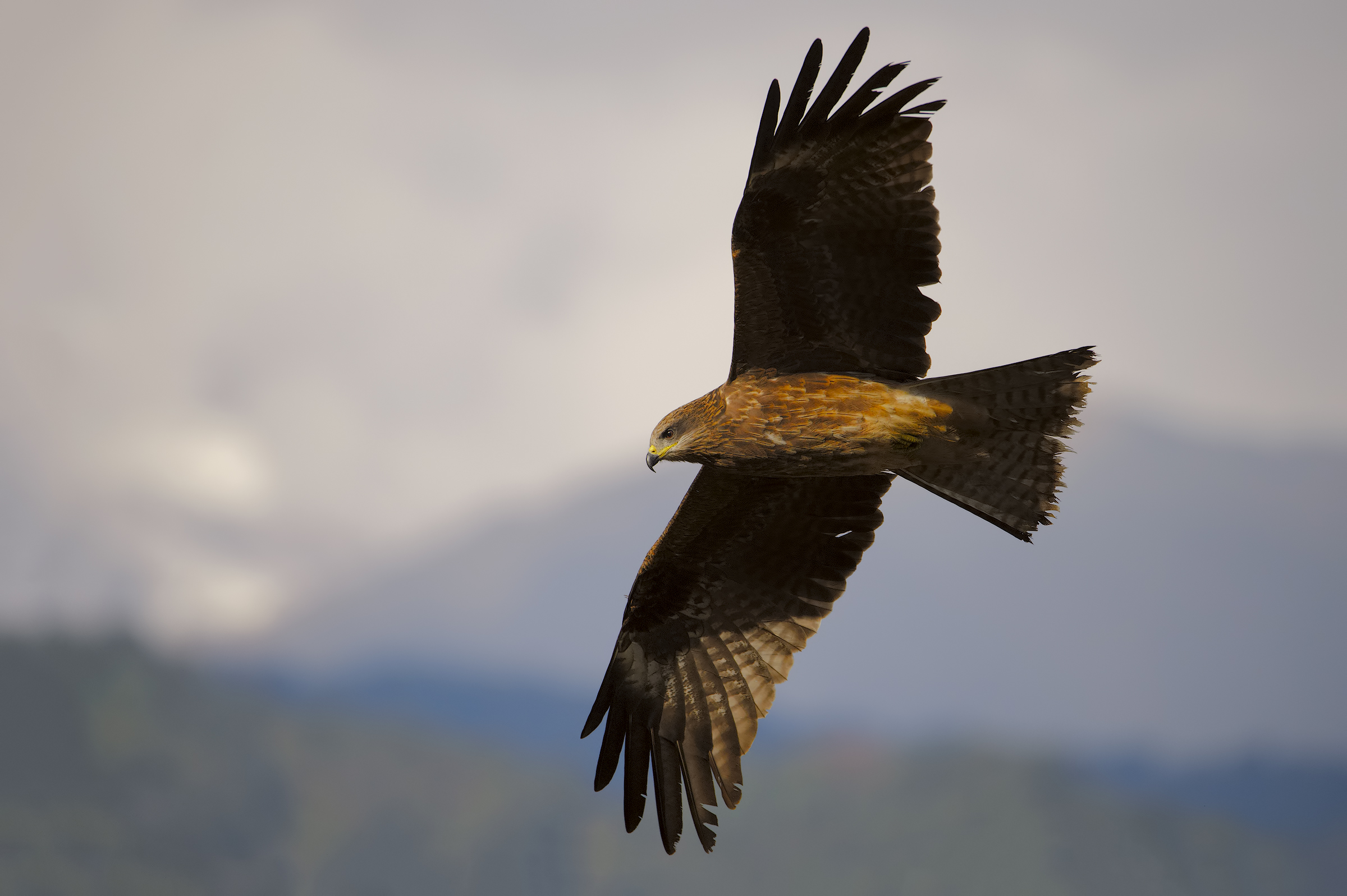 Flying on the roof of the world