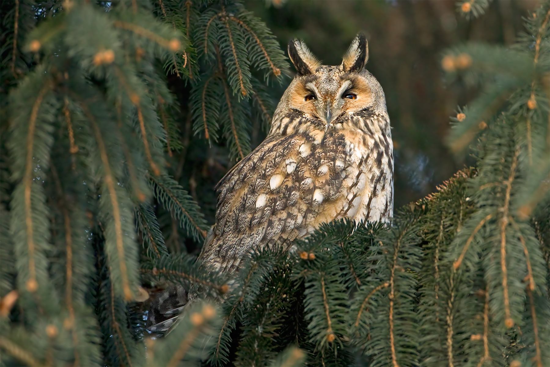 Asio otus (Long-eared owl)