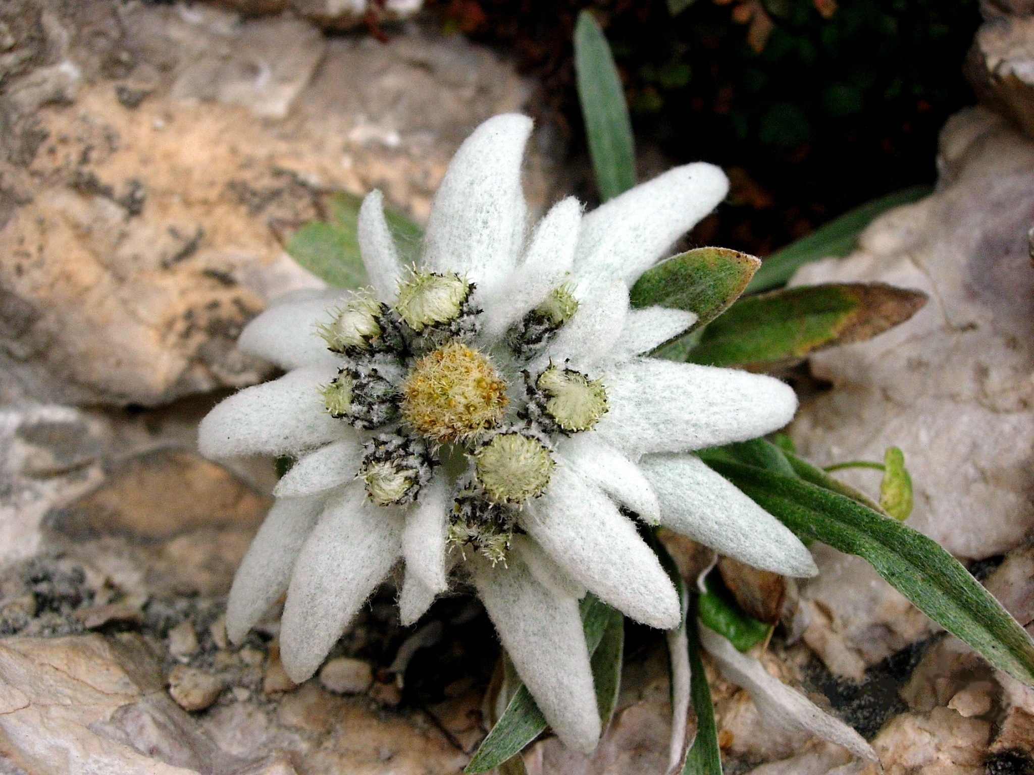 edelweiss