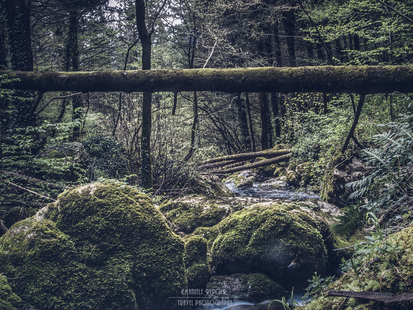 Bosco degli Zappini #3