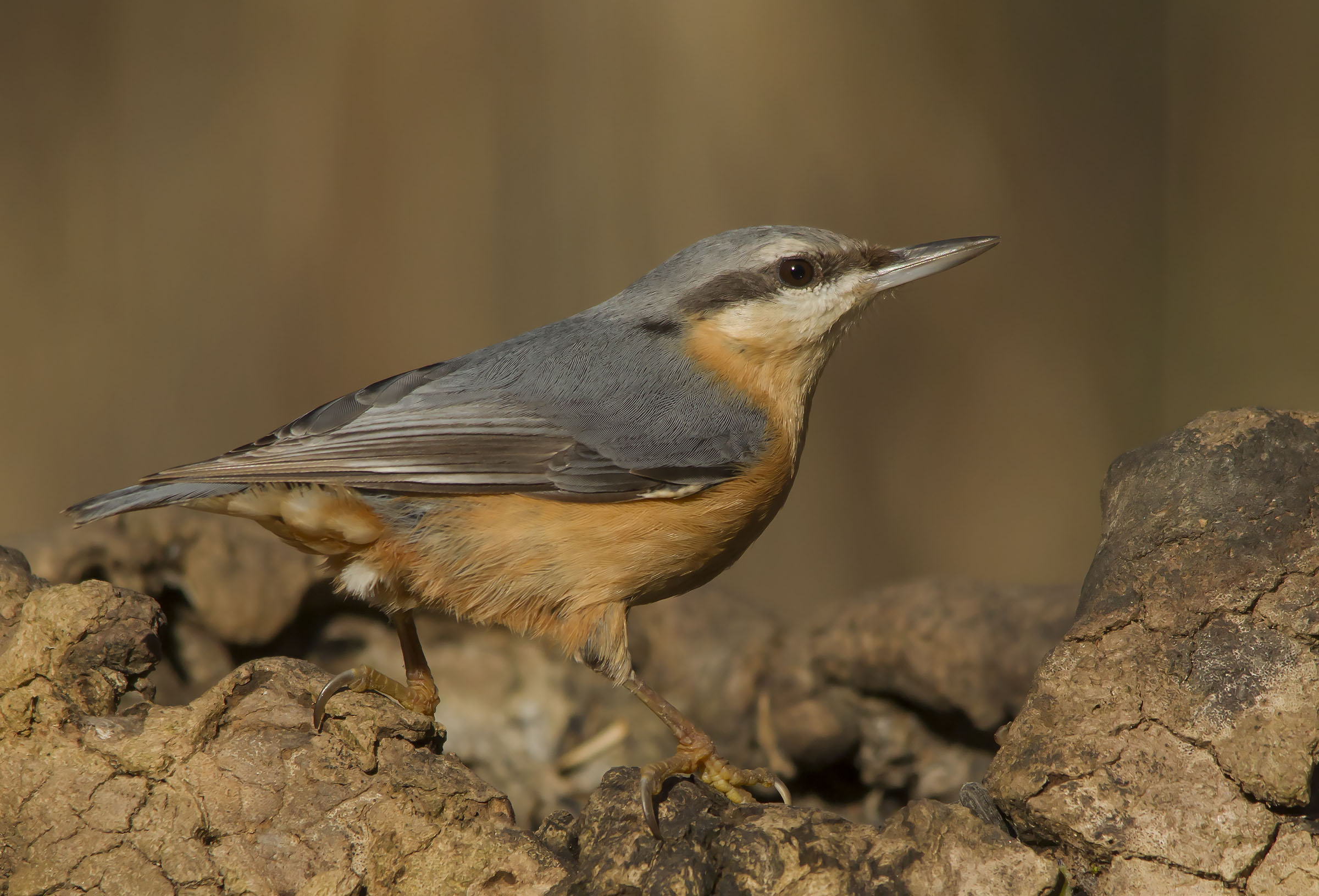 nuthatch