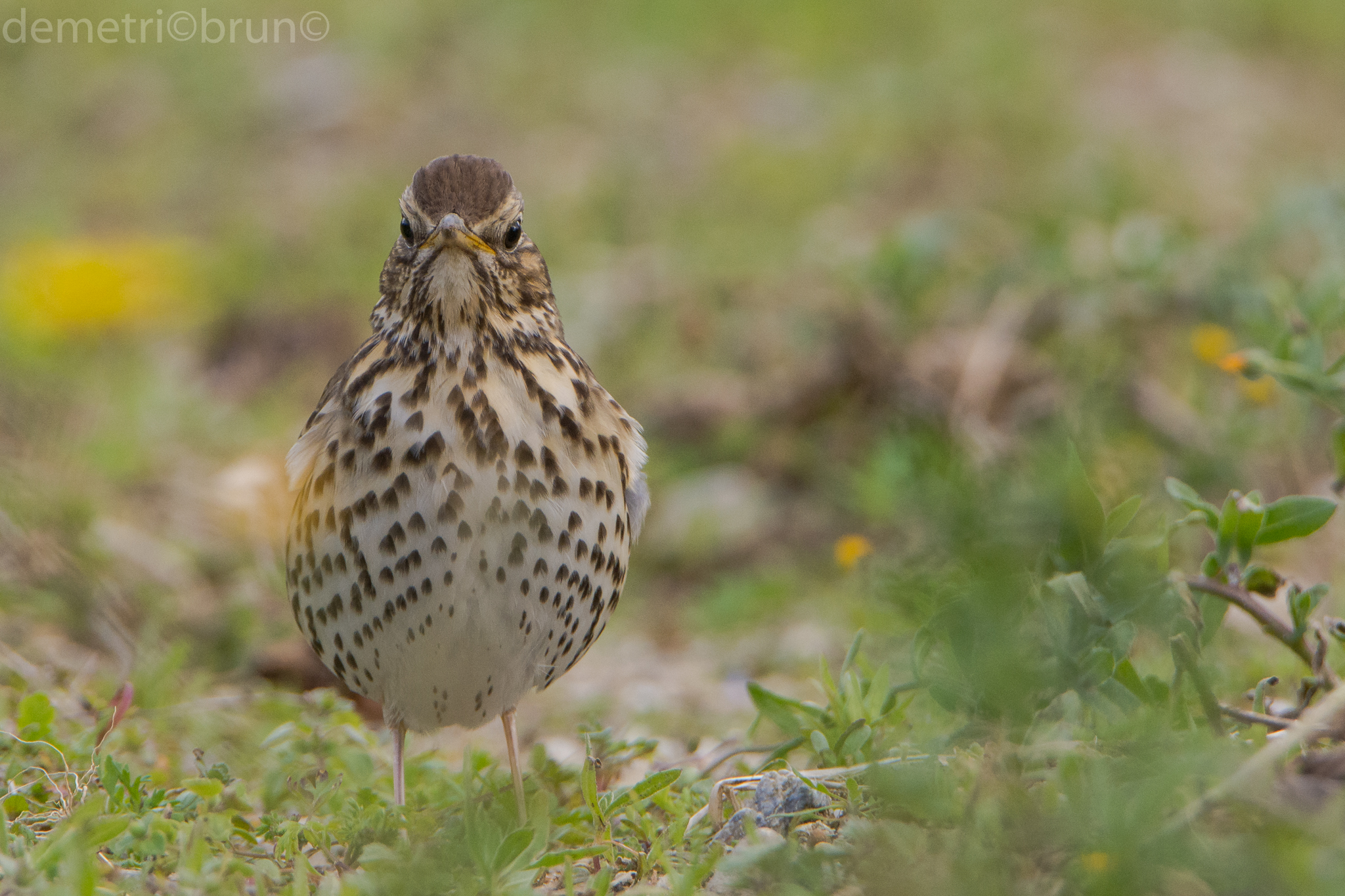 thrush