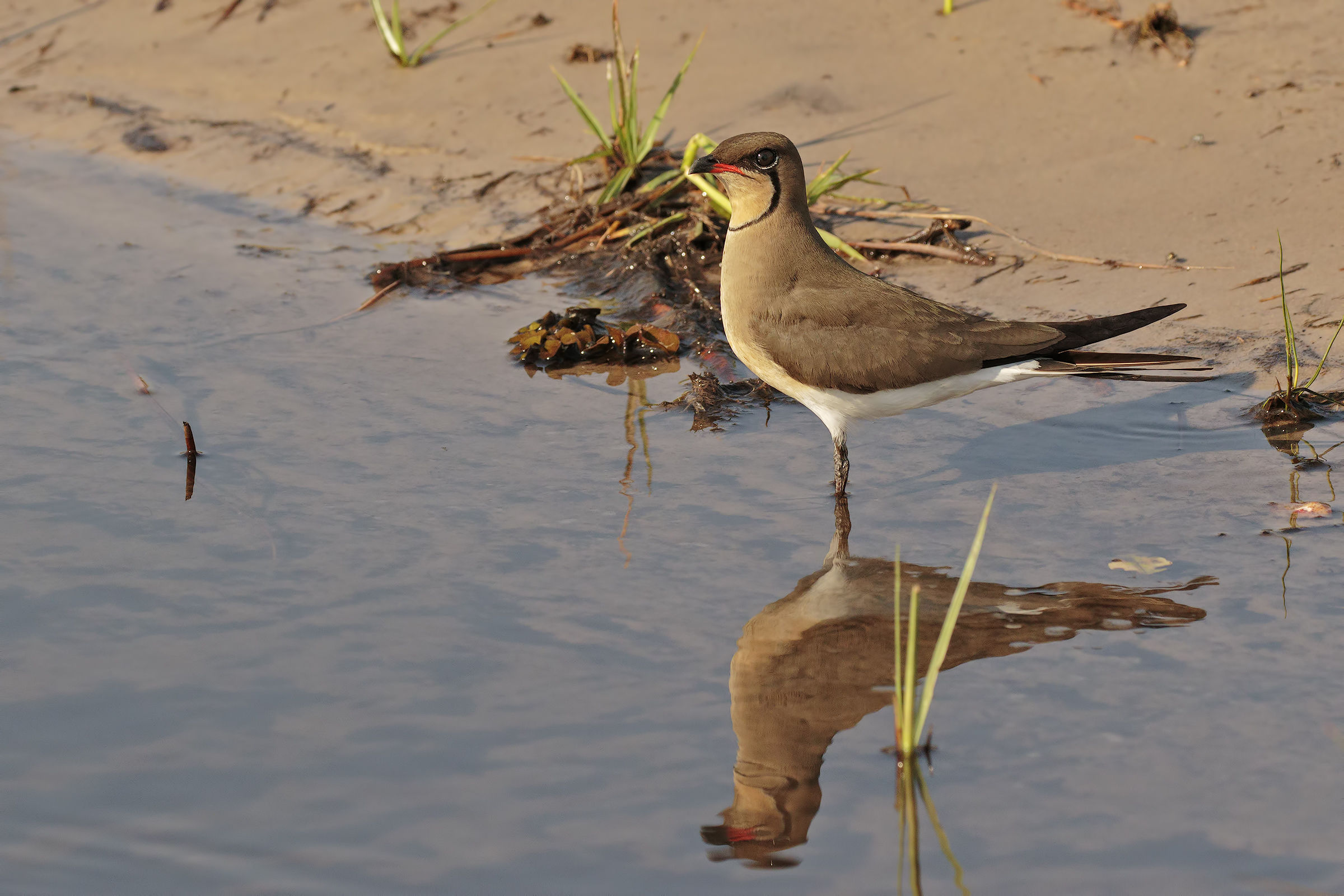 Pratincole