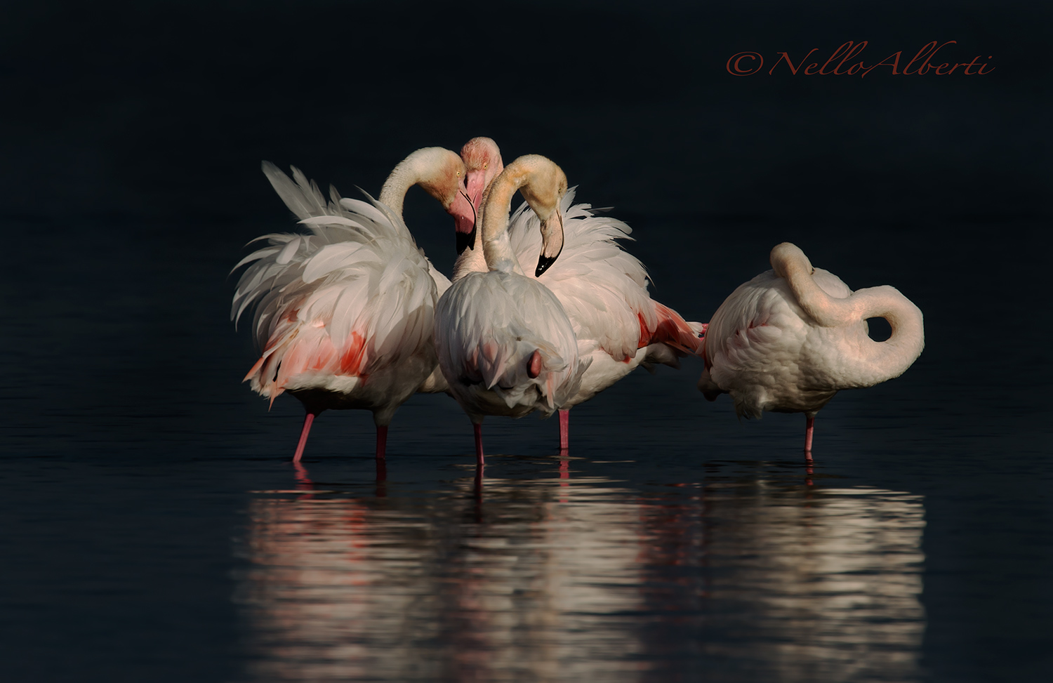 flamingo pink lagoon of Orbetello febb.2017
